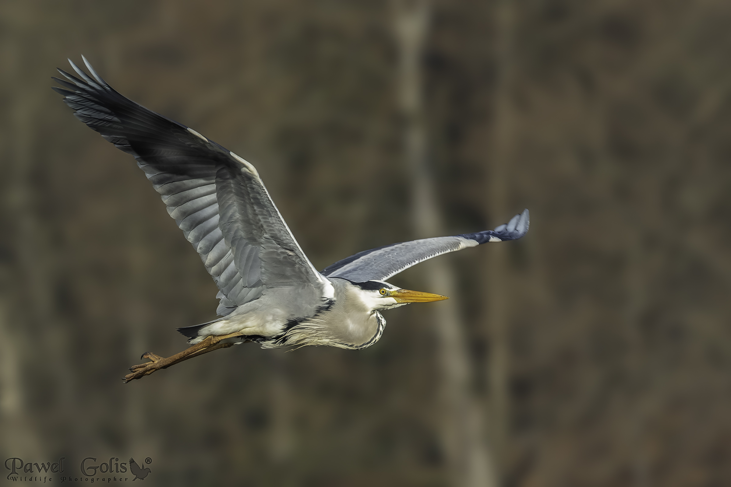 Grey heron (Ardea cinerea)...