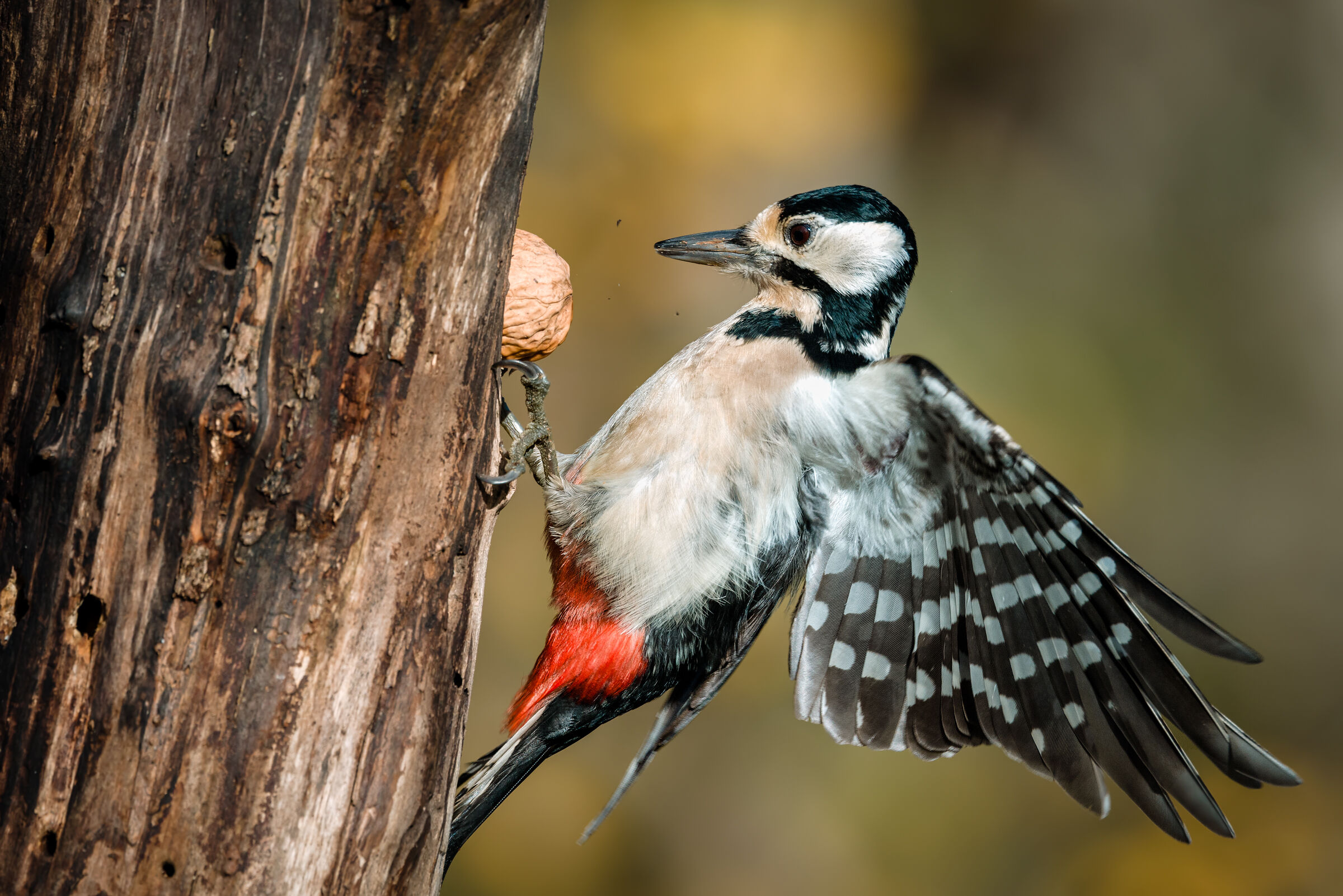 The woodpecker and the walnut...