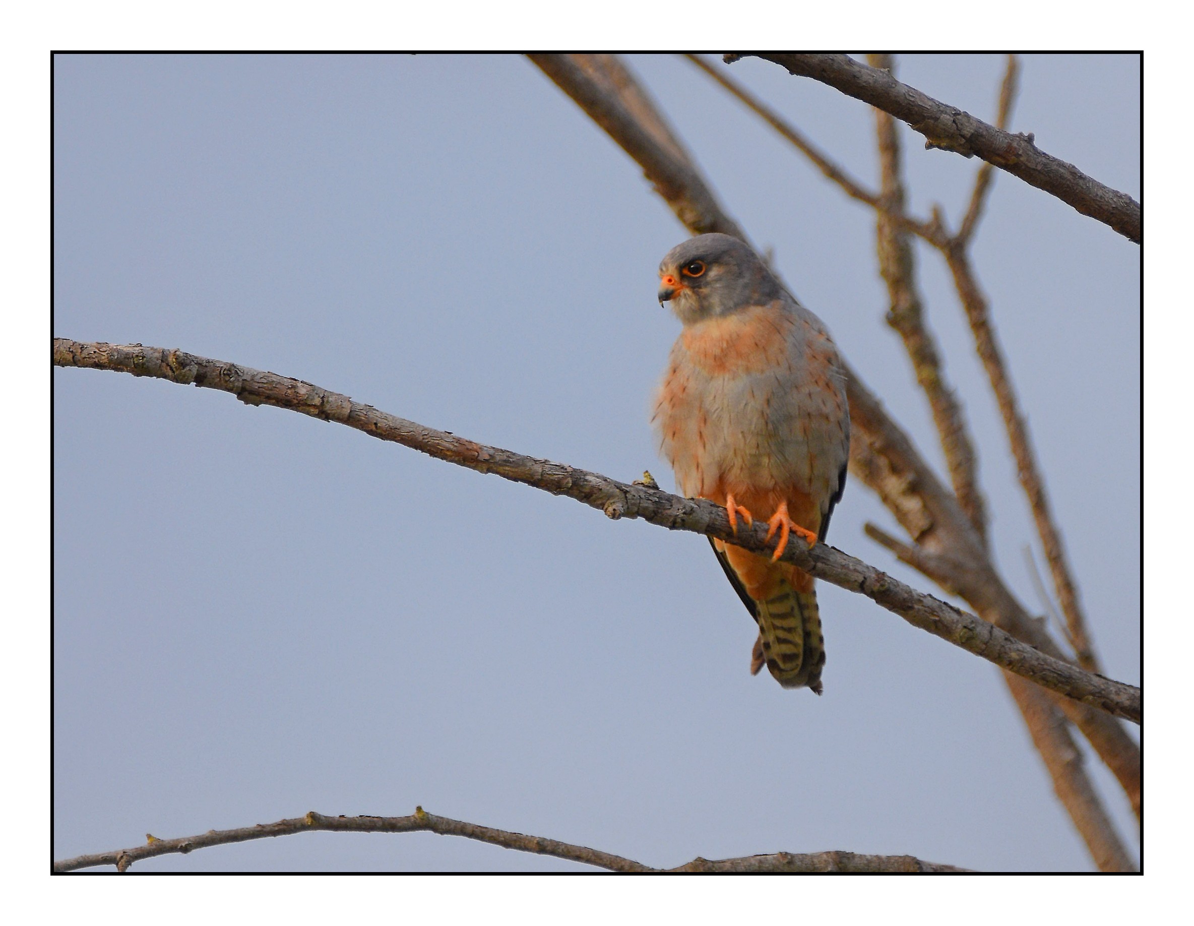 Cuckoo falcon (Falco vepertinus)...