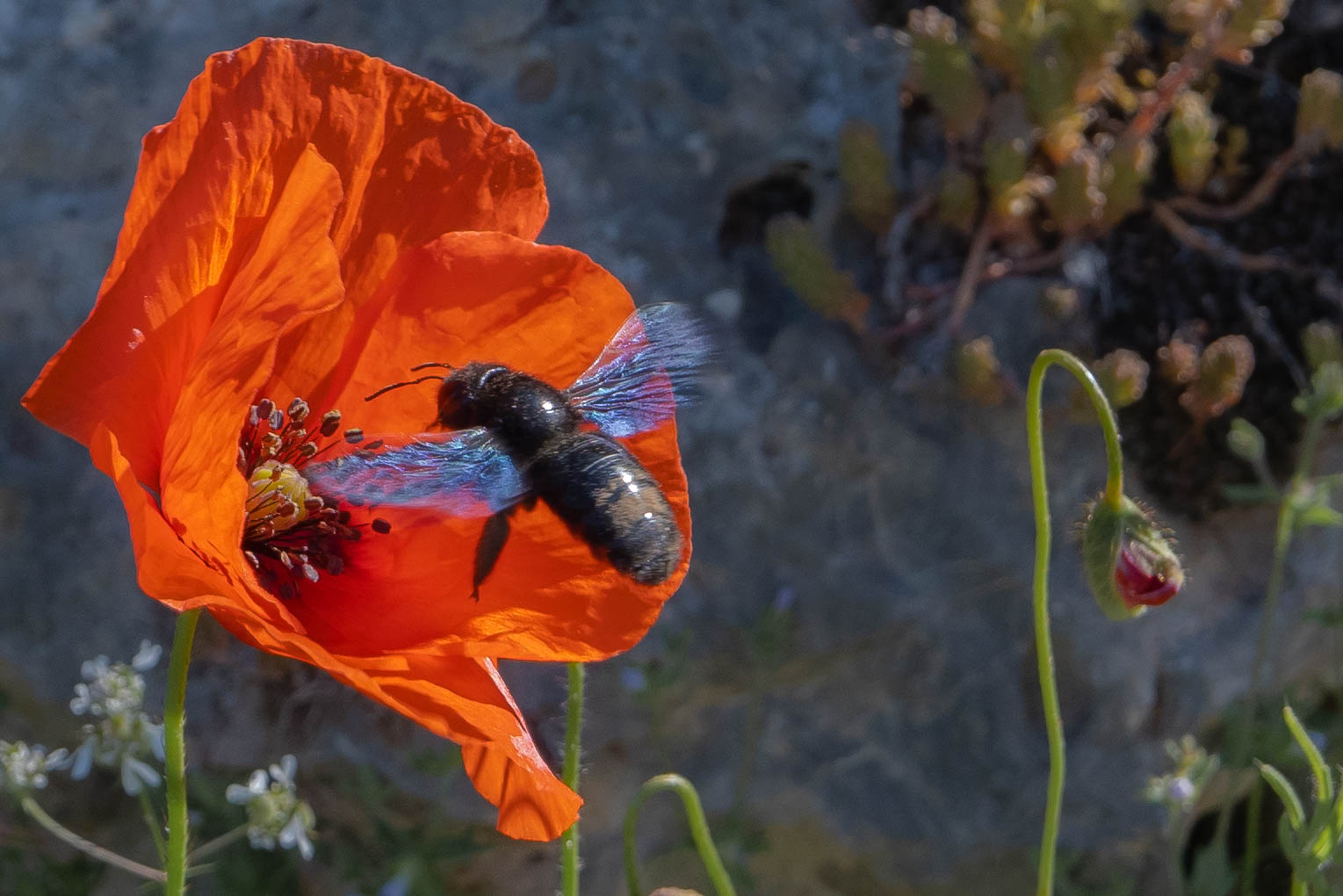 Poppy with insect...