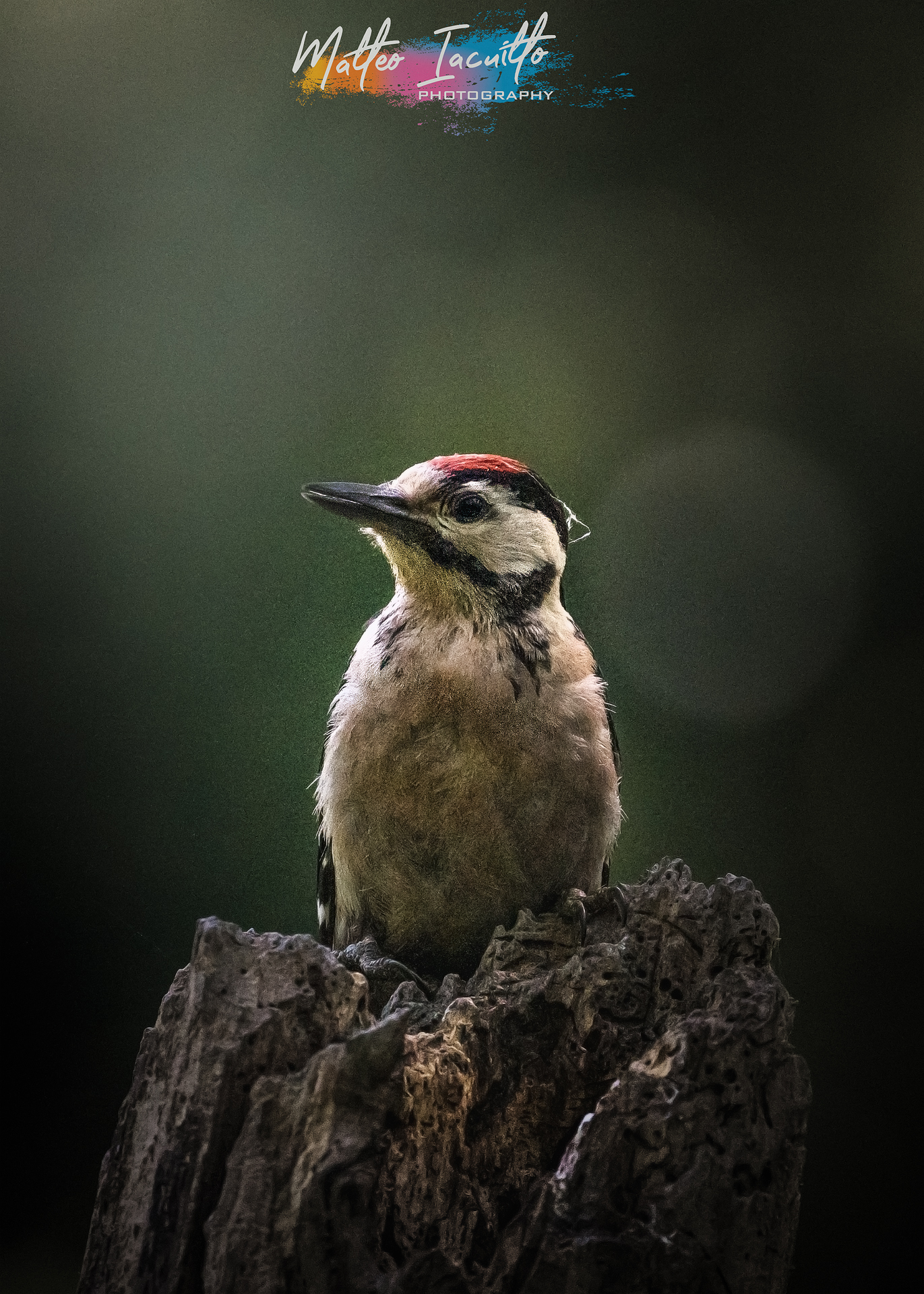 Red woodpecker WWF Oasis Alviano...