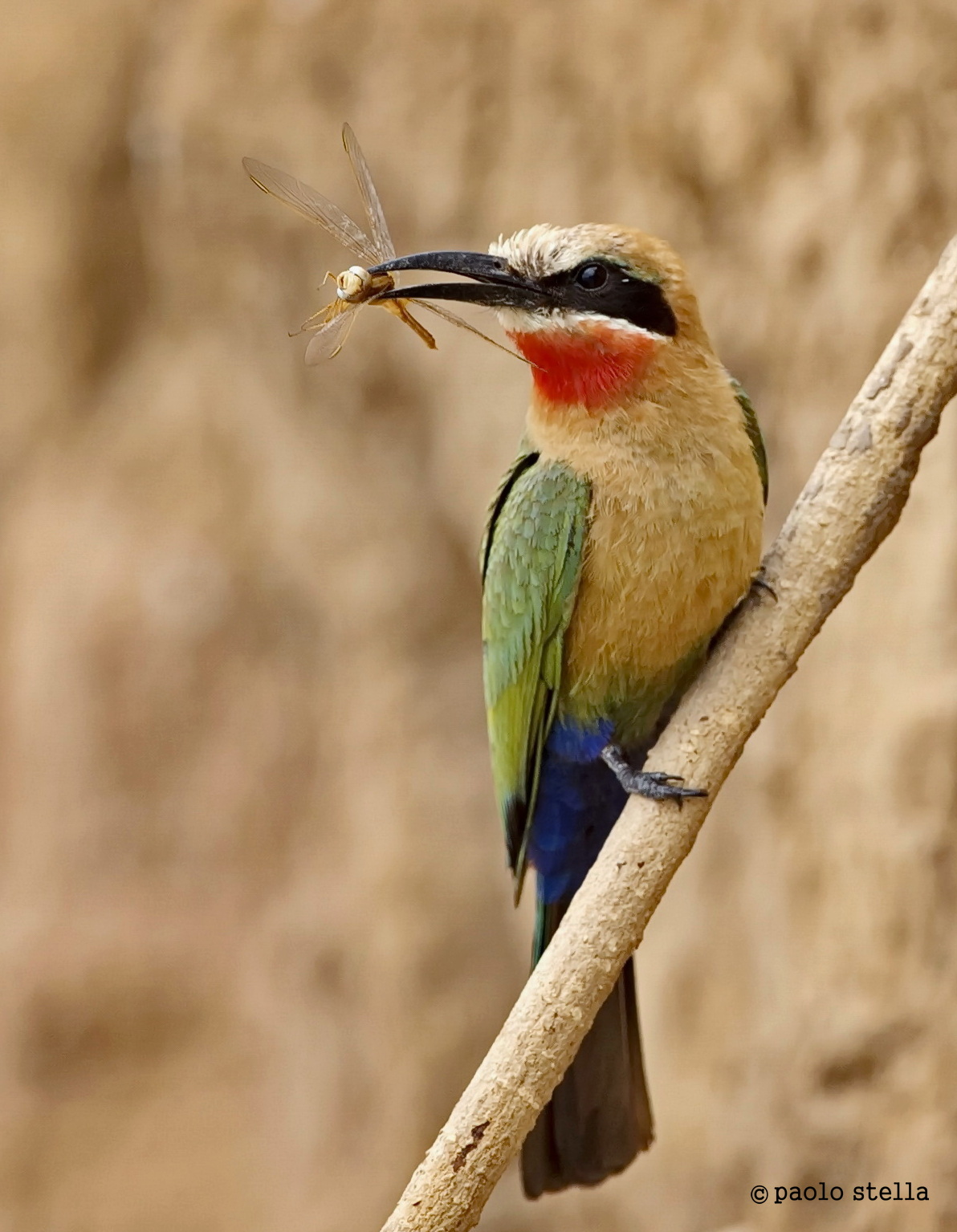 White-fronted Bee-eater...