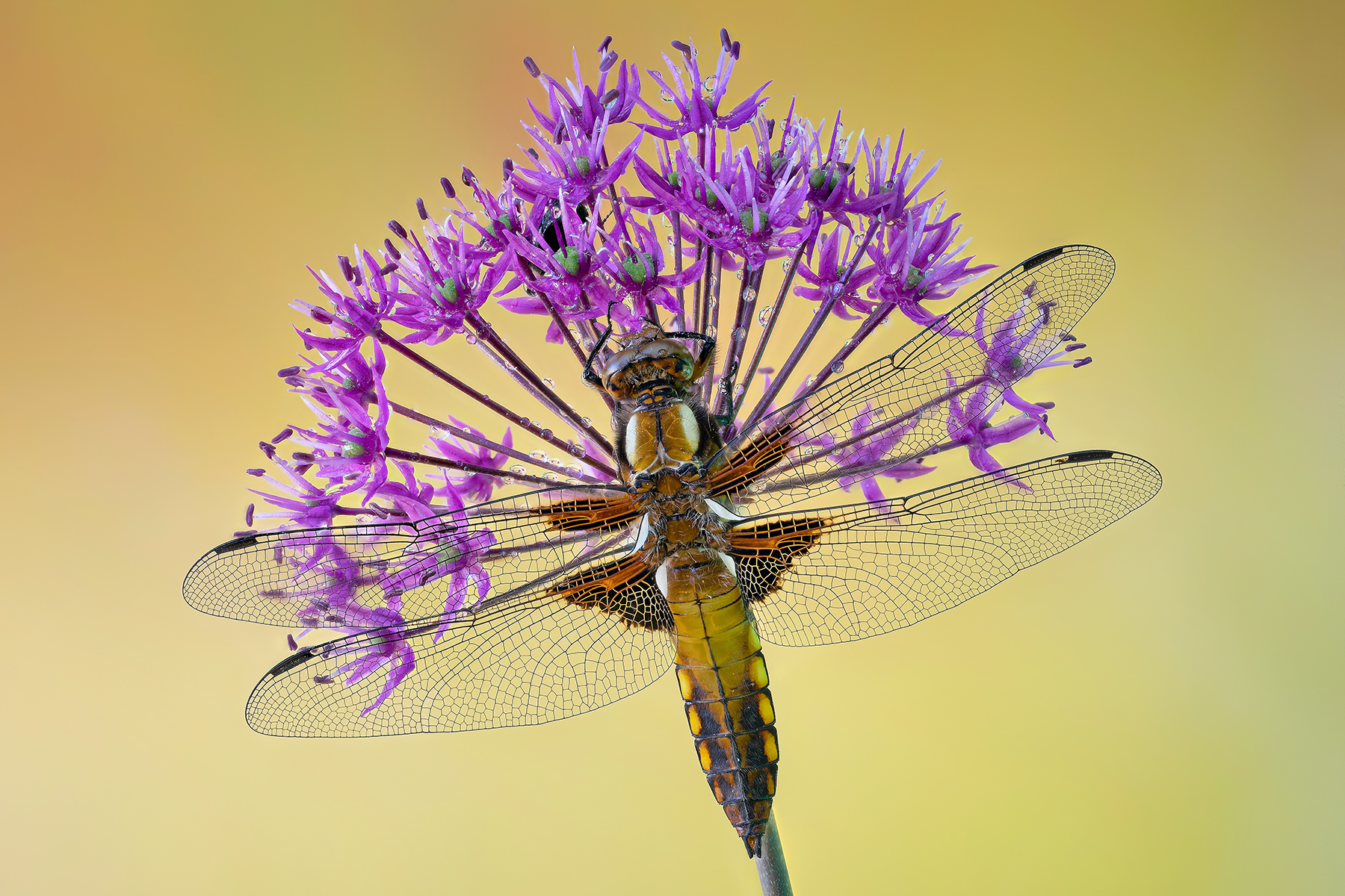 Dragonfly explosion...
