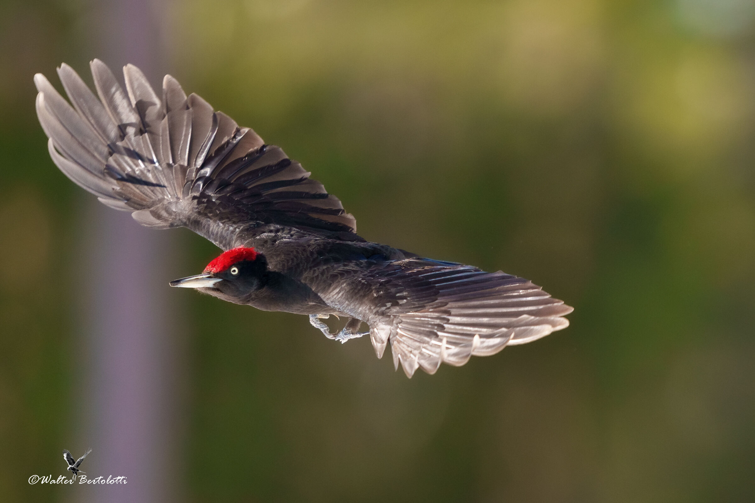 the flight of the black woodpecker...