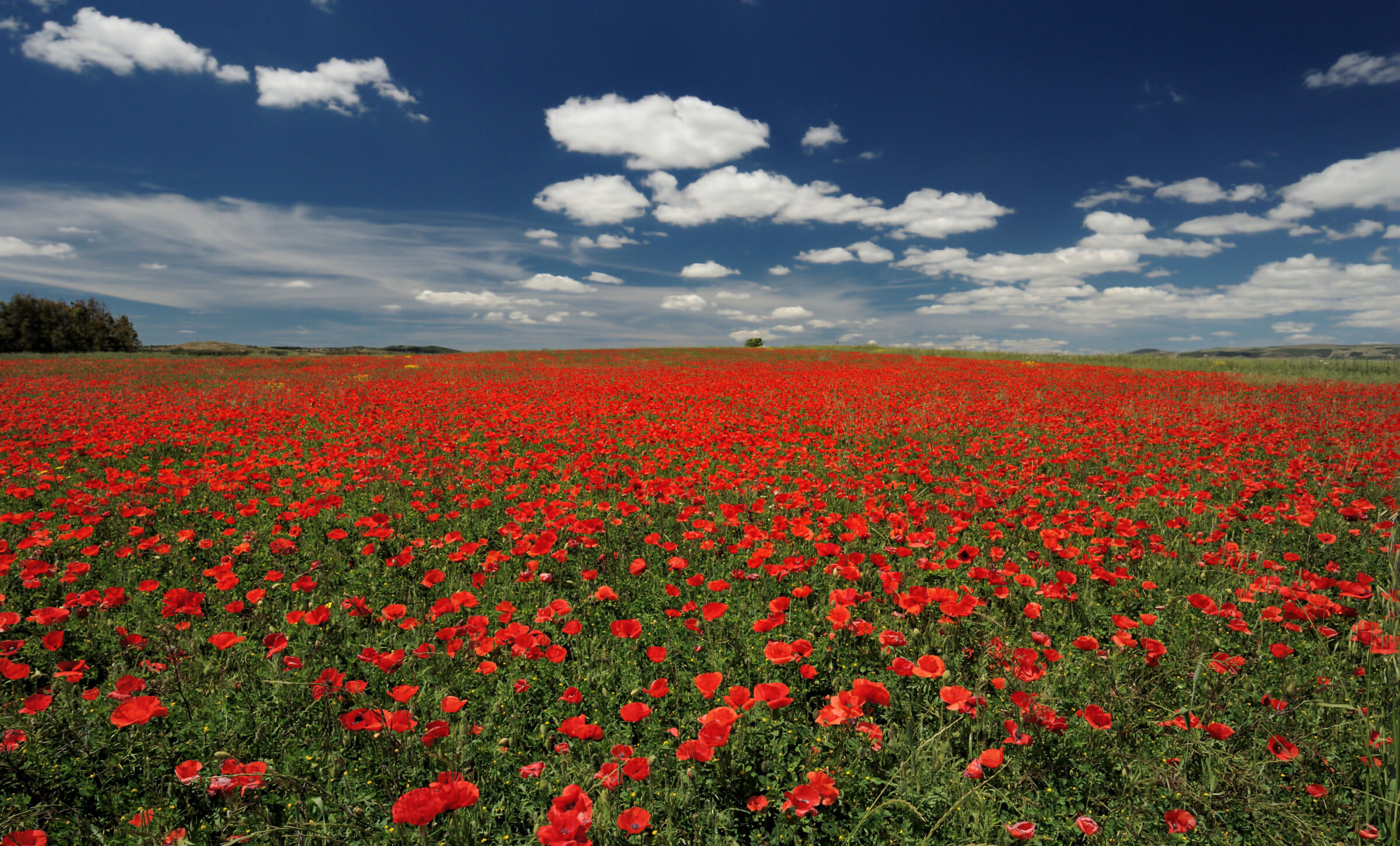 A sea of poppies...