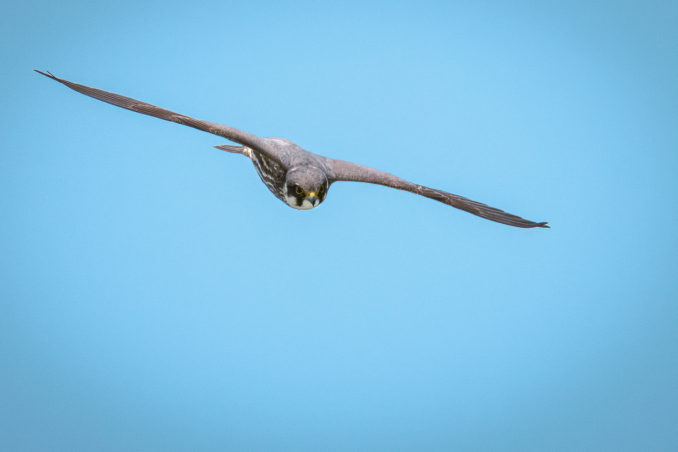 Falco Lodolaio in flight...