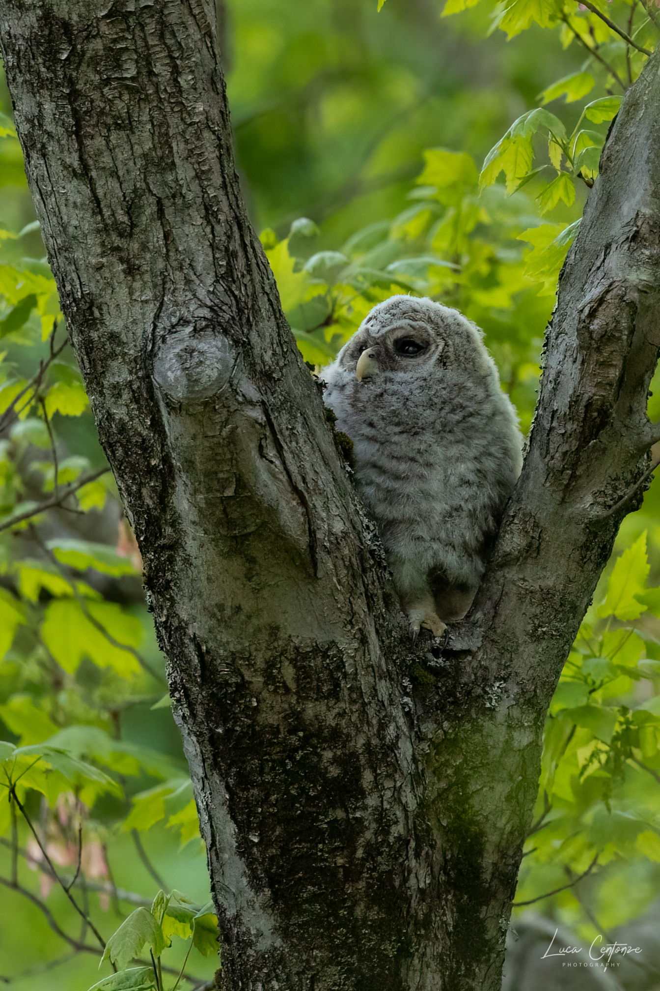 Crossed-out Owl (Strix Varia)...