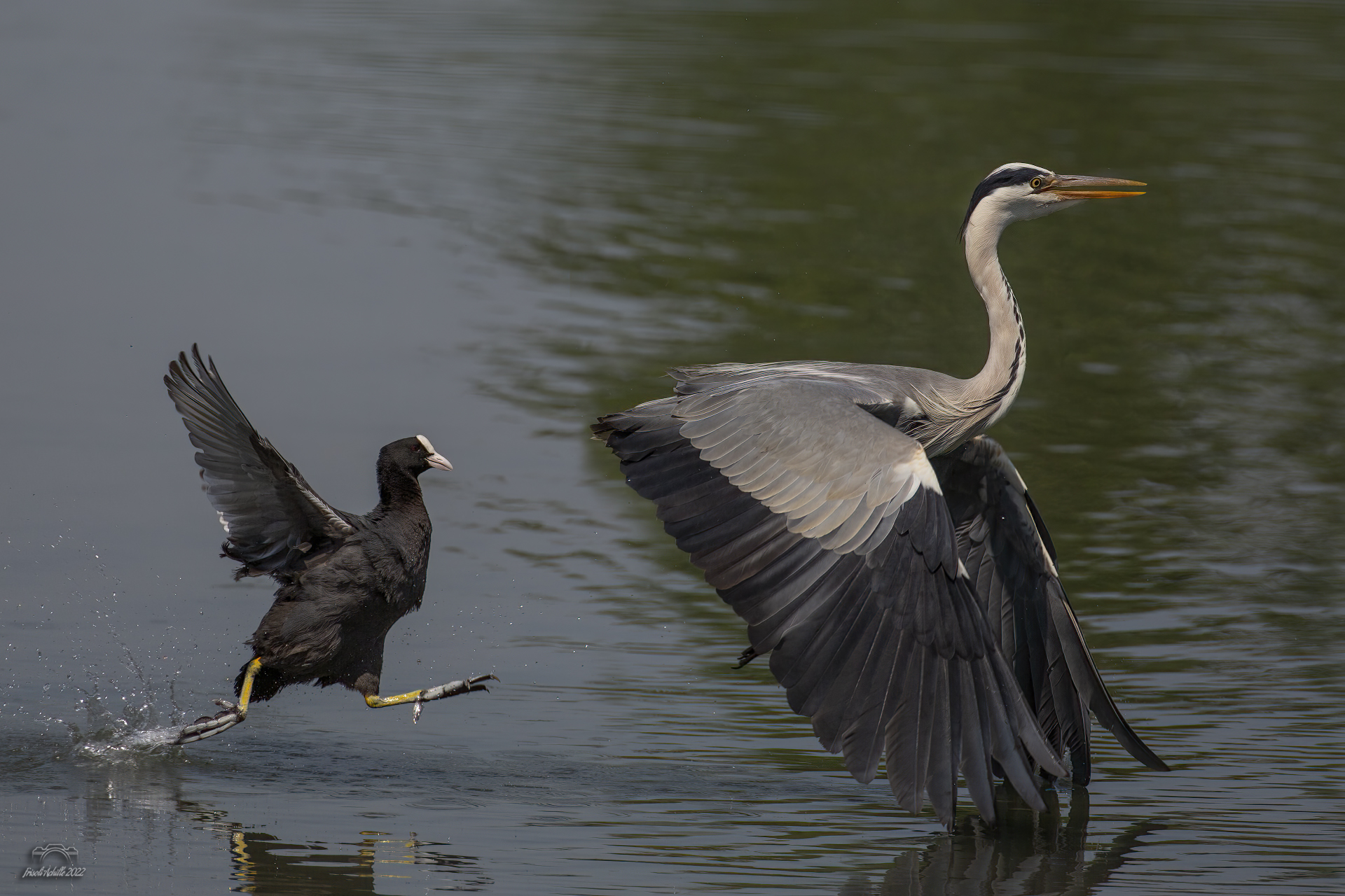 Grey heron too close to the Nest of the Coot ...