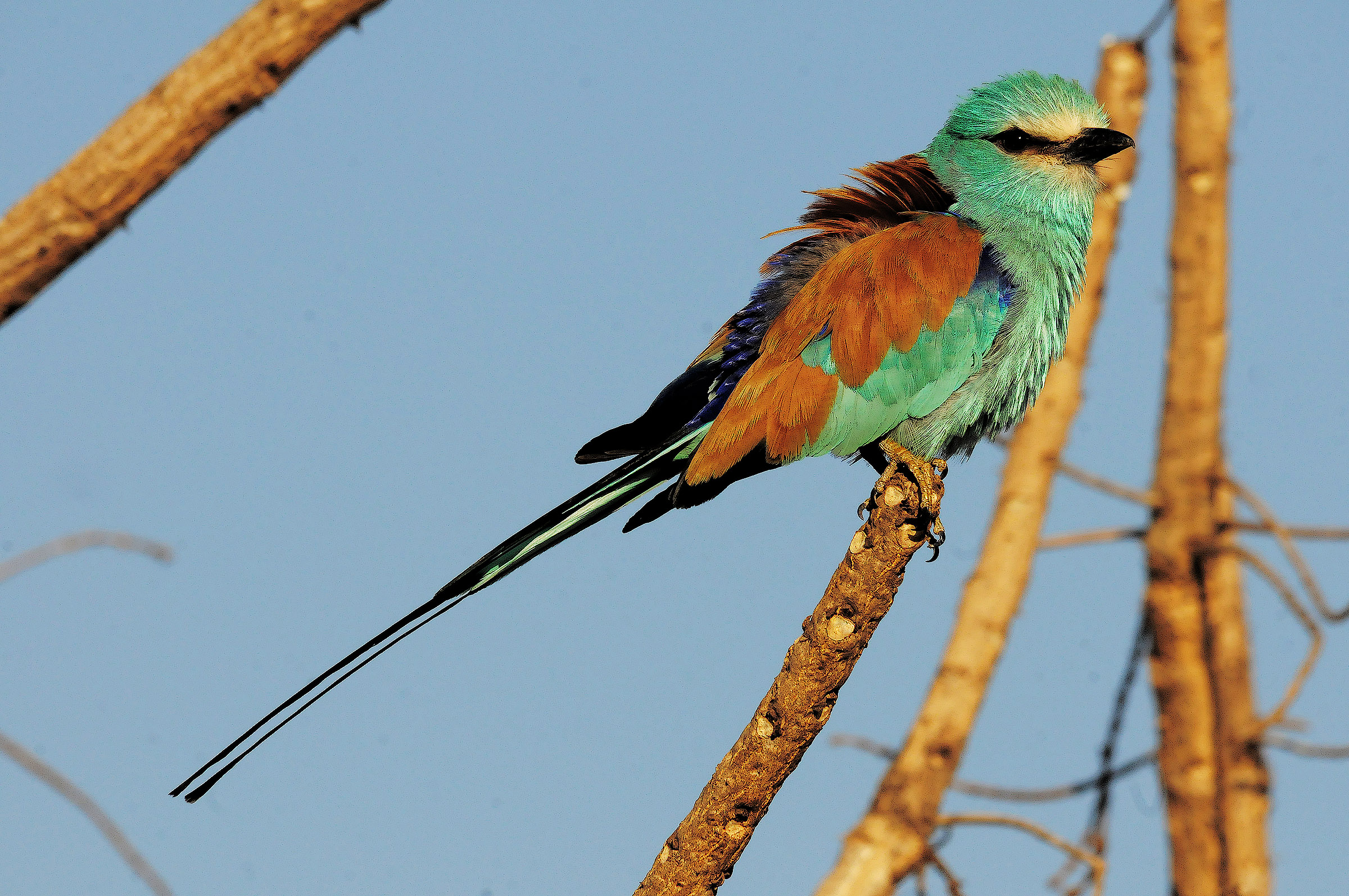 Tana Lake - Ethiopia - Abyssinian bee-eater...