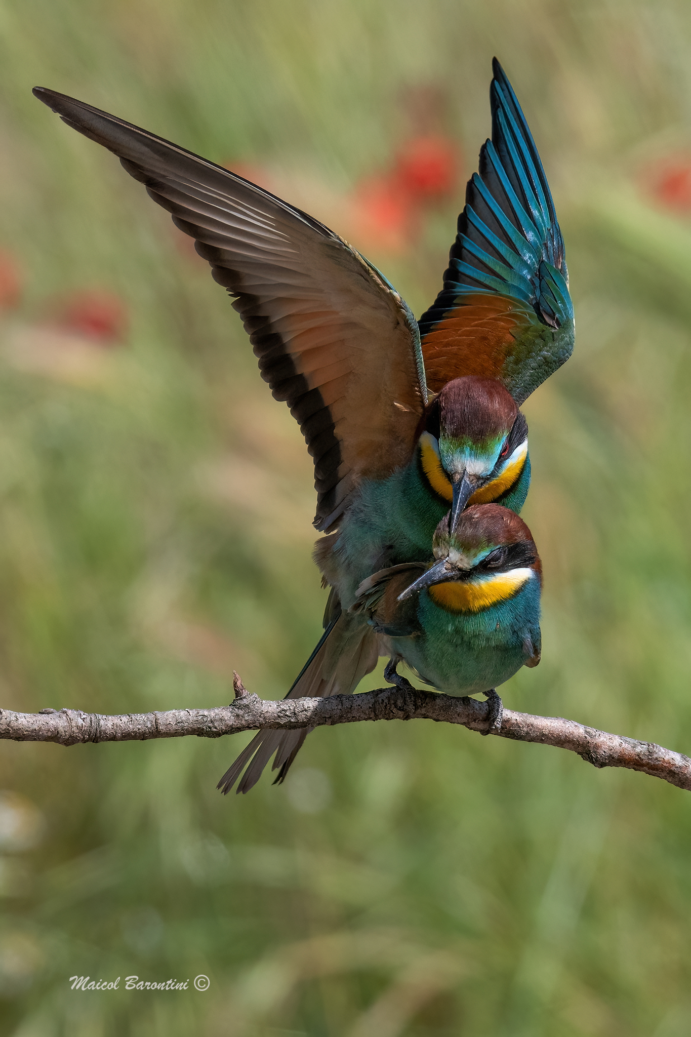 Mating bee-eaters...