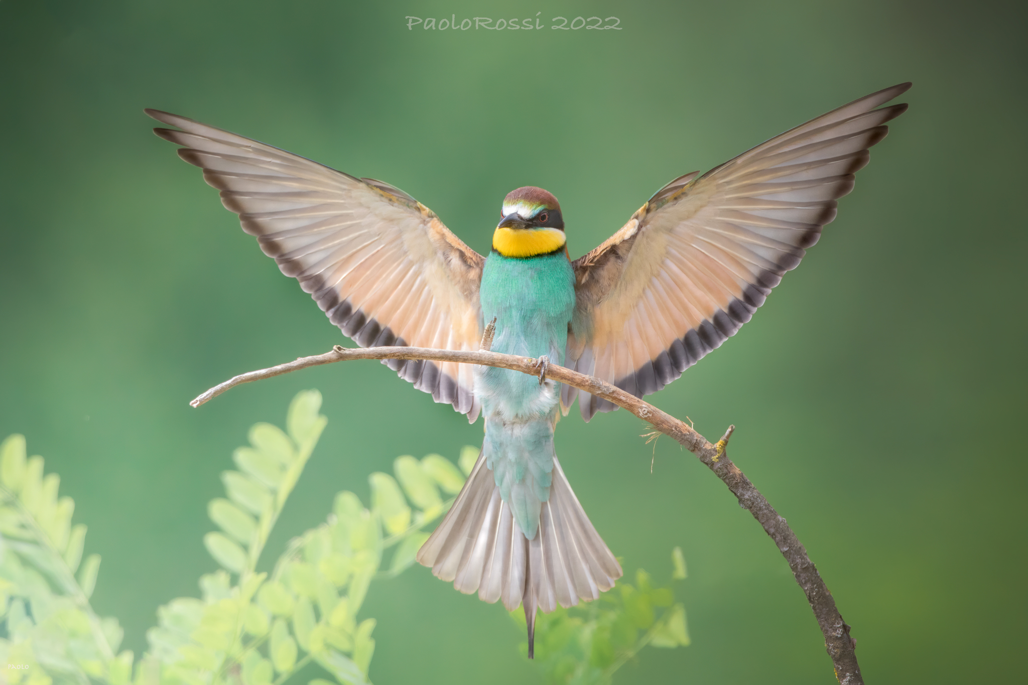 Open-wing bee-eater......