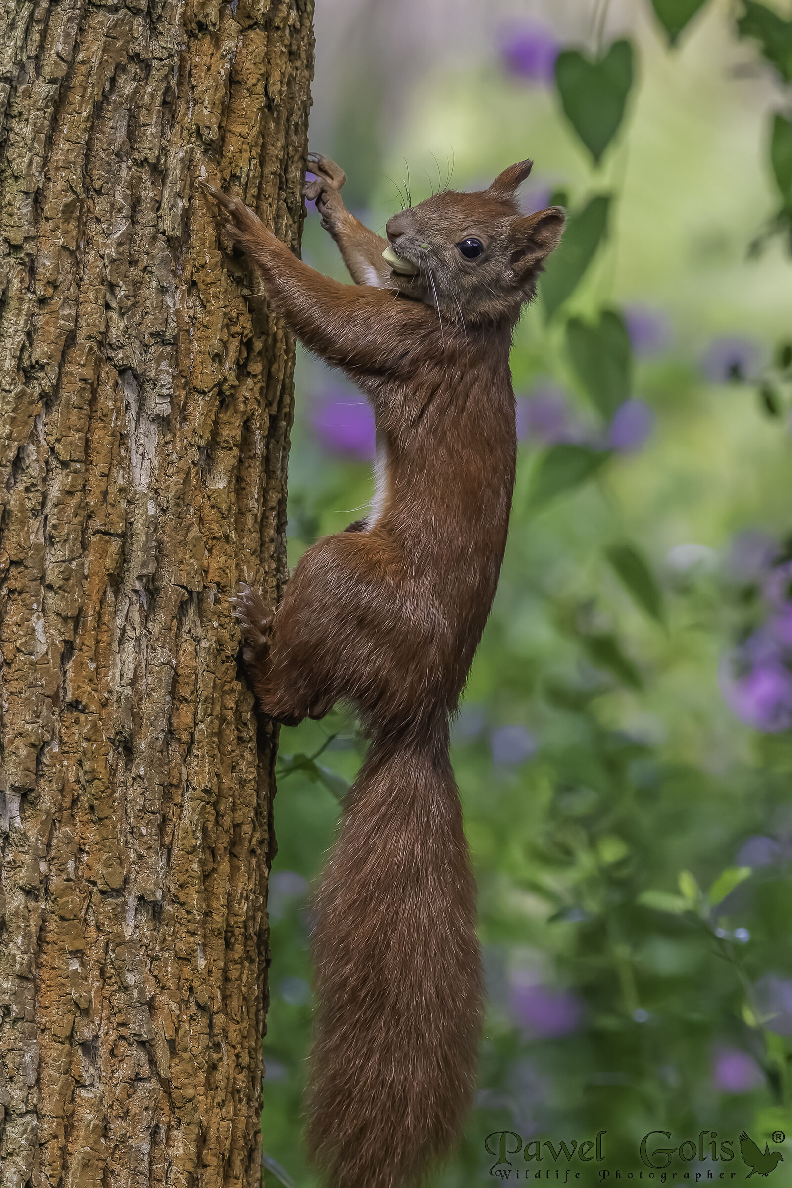 Red squirrel (Sciurus vulgaris)...