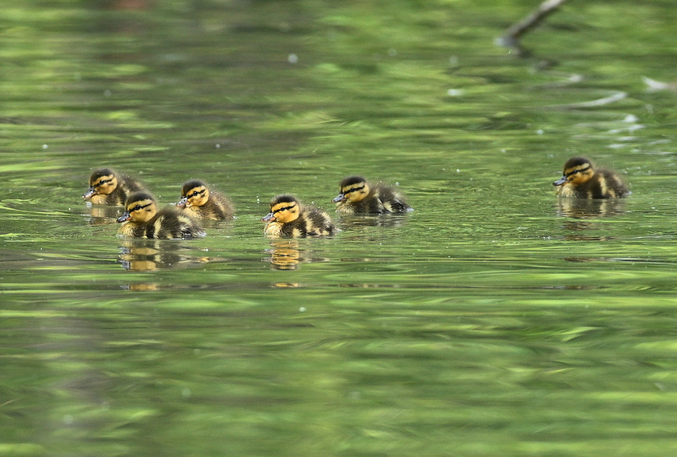 Ducklings alone, without parents......