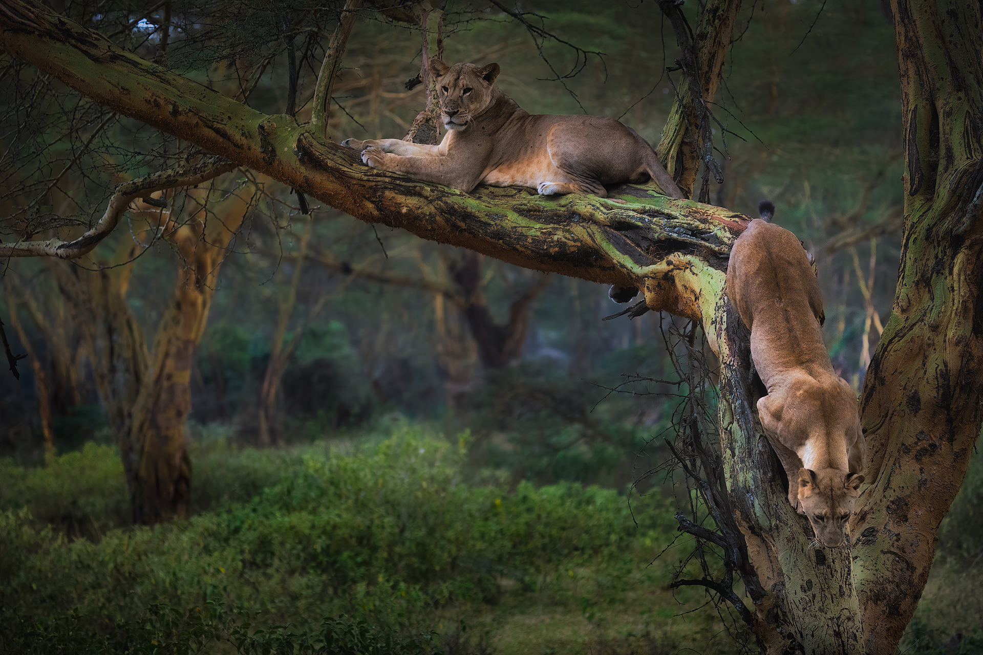 Lionesses in the forest...
