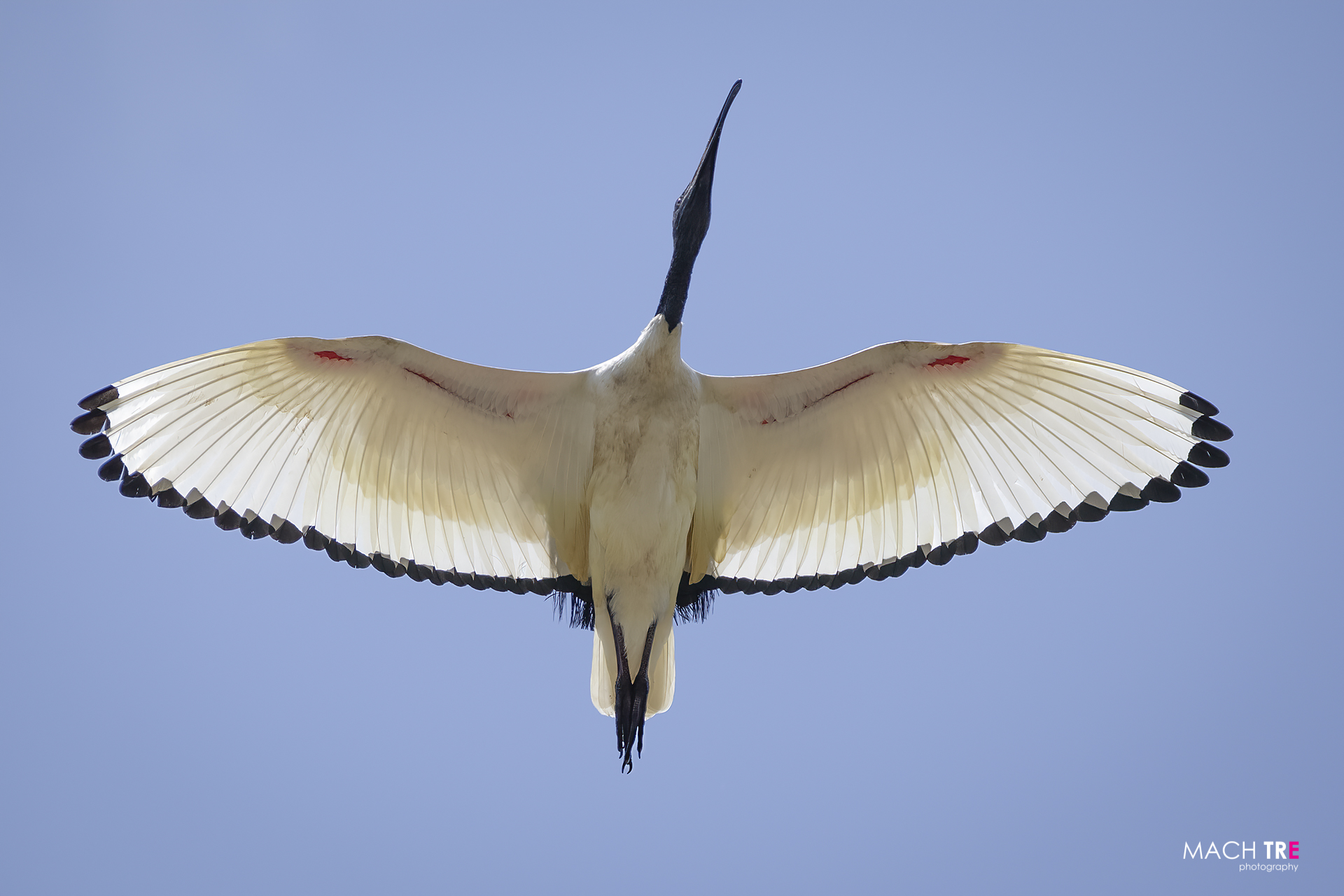 Sacred ibis (Threskiornis aethiopicus)...