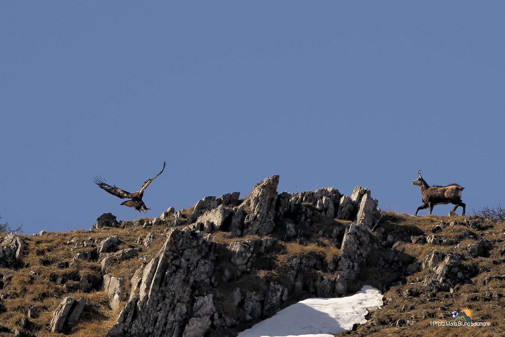 "In comparison" Eagle and chamois cote Cottian Alps...