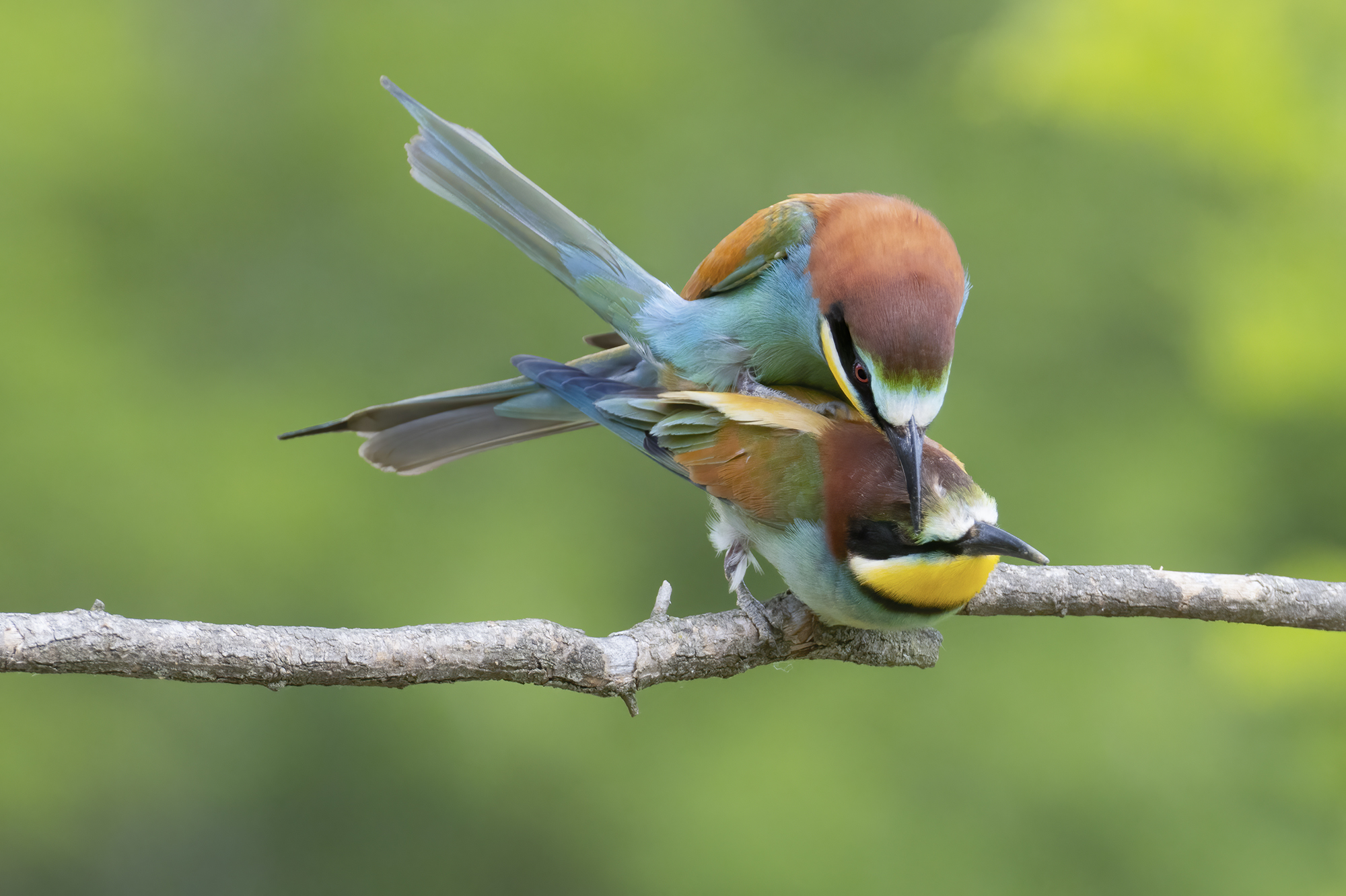 intimate contact, mating bee-eaters...