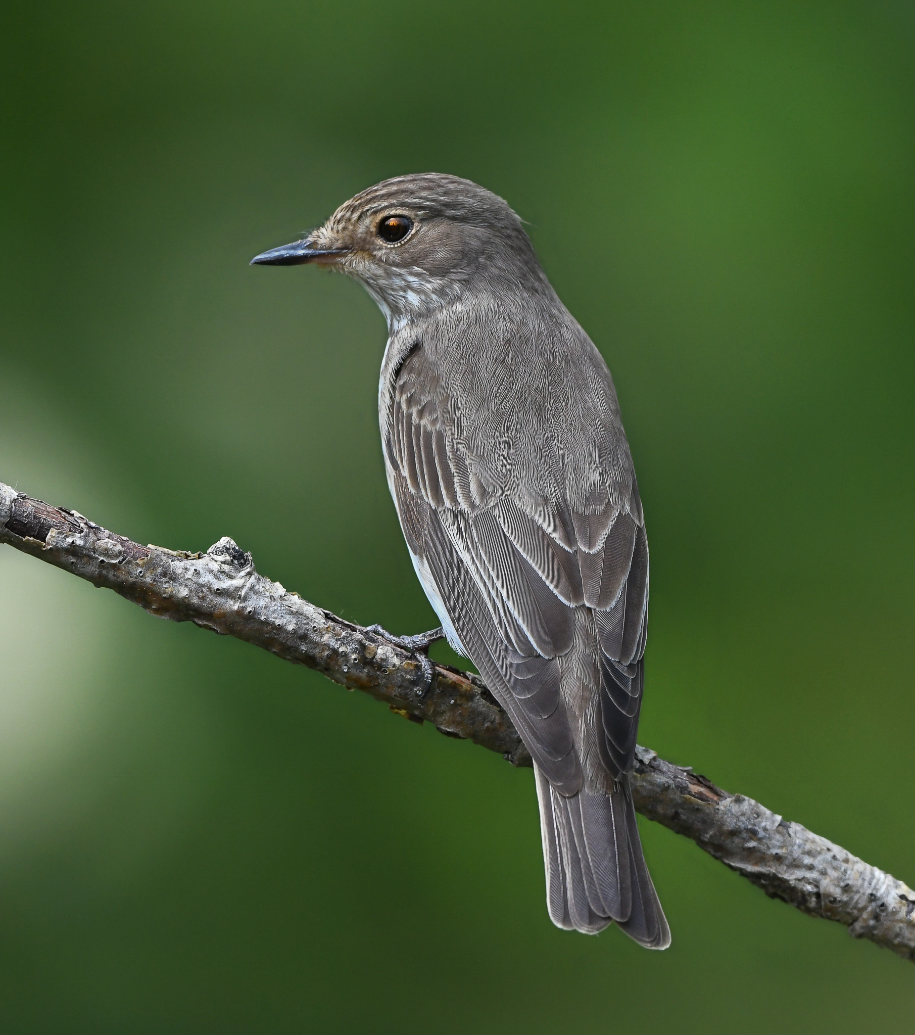 Solitary and confident Flycatcher...