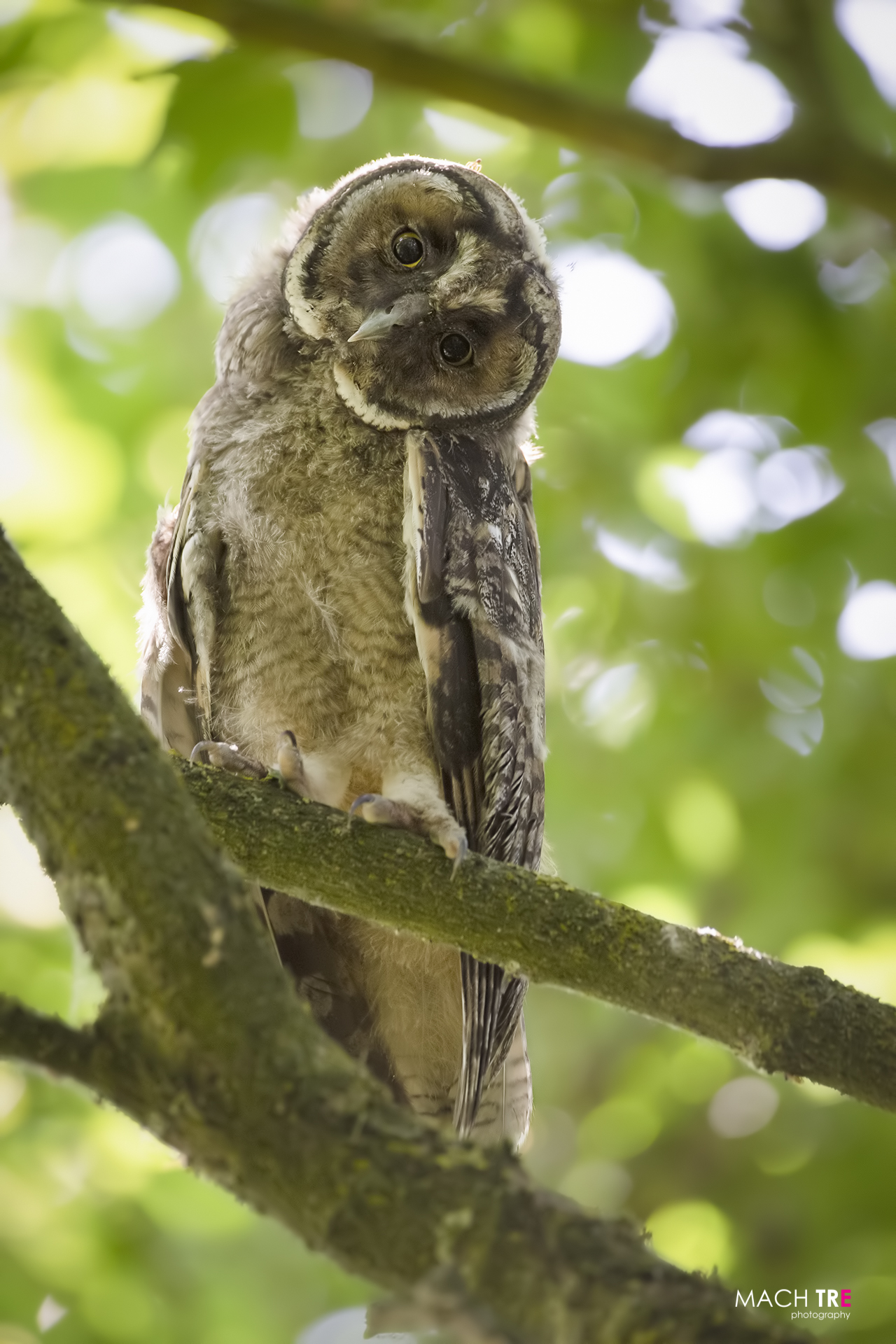 Common owl (Asio otus)...
