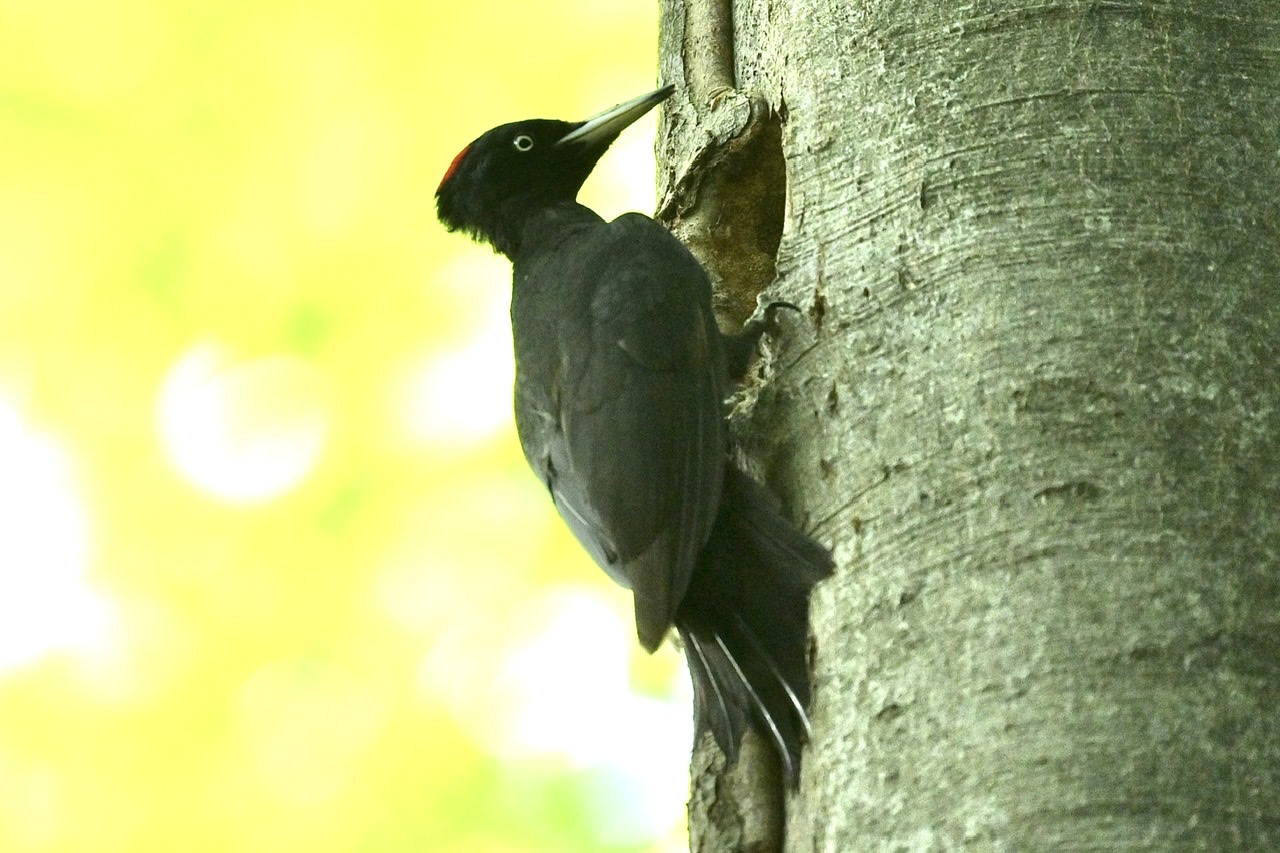 Black woodpecker ...