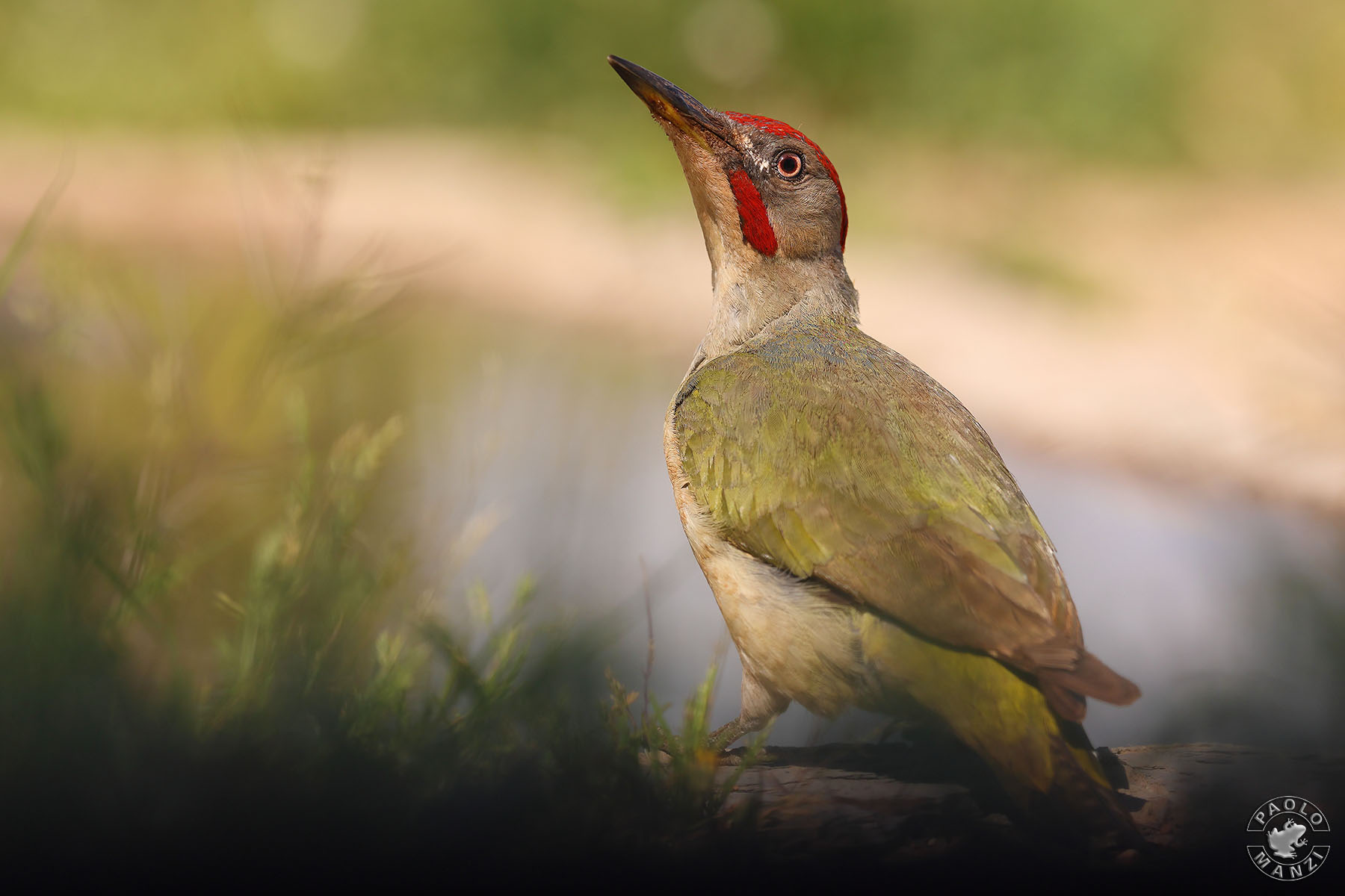 Iberian green woodpecker ...
