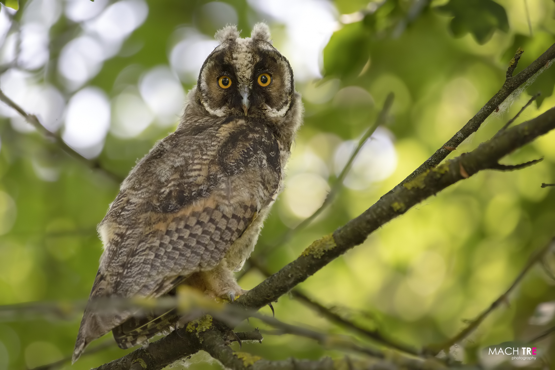 Common owl (Asio otus)...