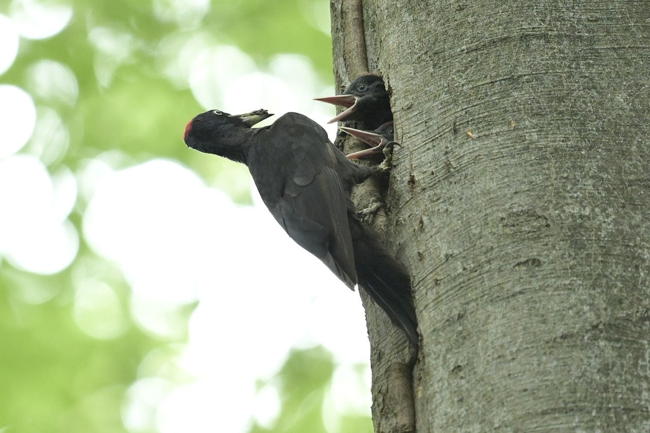 Small black woodpecker...