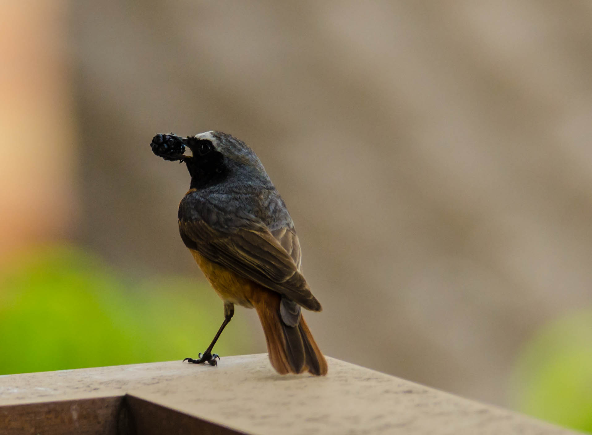 Redstart with gruel for the little ones...