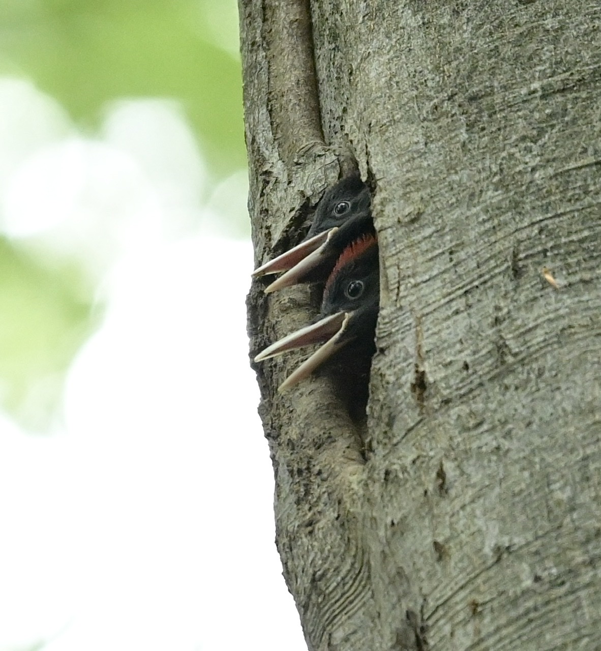 Pulli of black woodpecker...