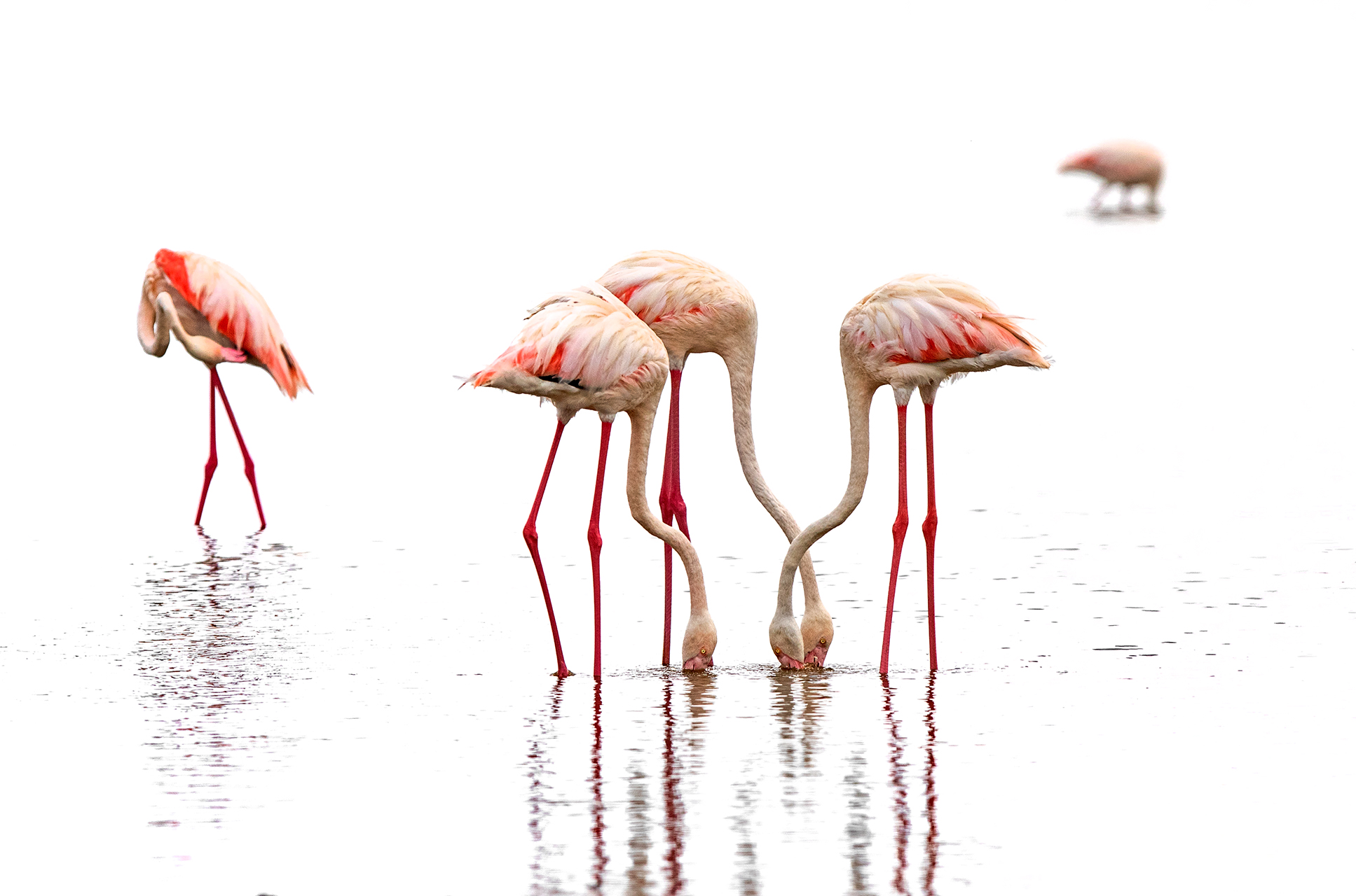 Pretty flamingos...