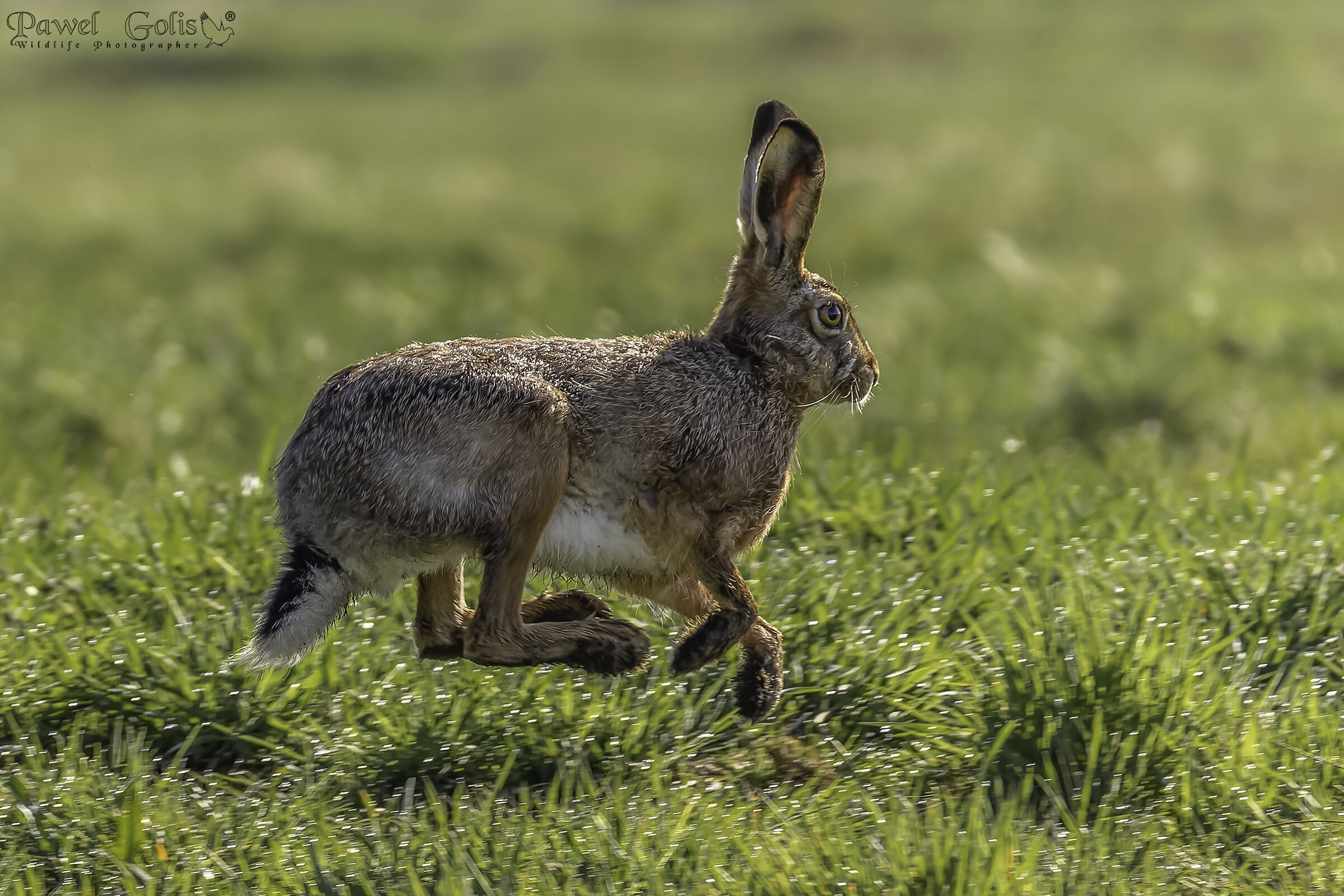 European hare (Lepus europaeus)...