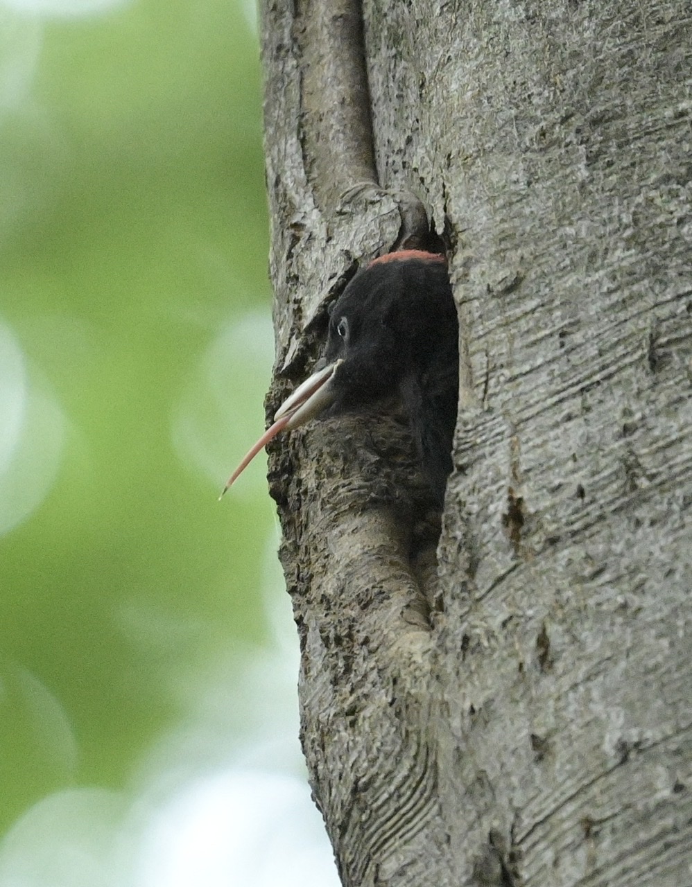 Black woodpecker pullo ...