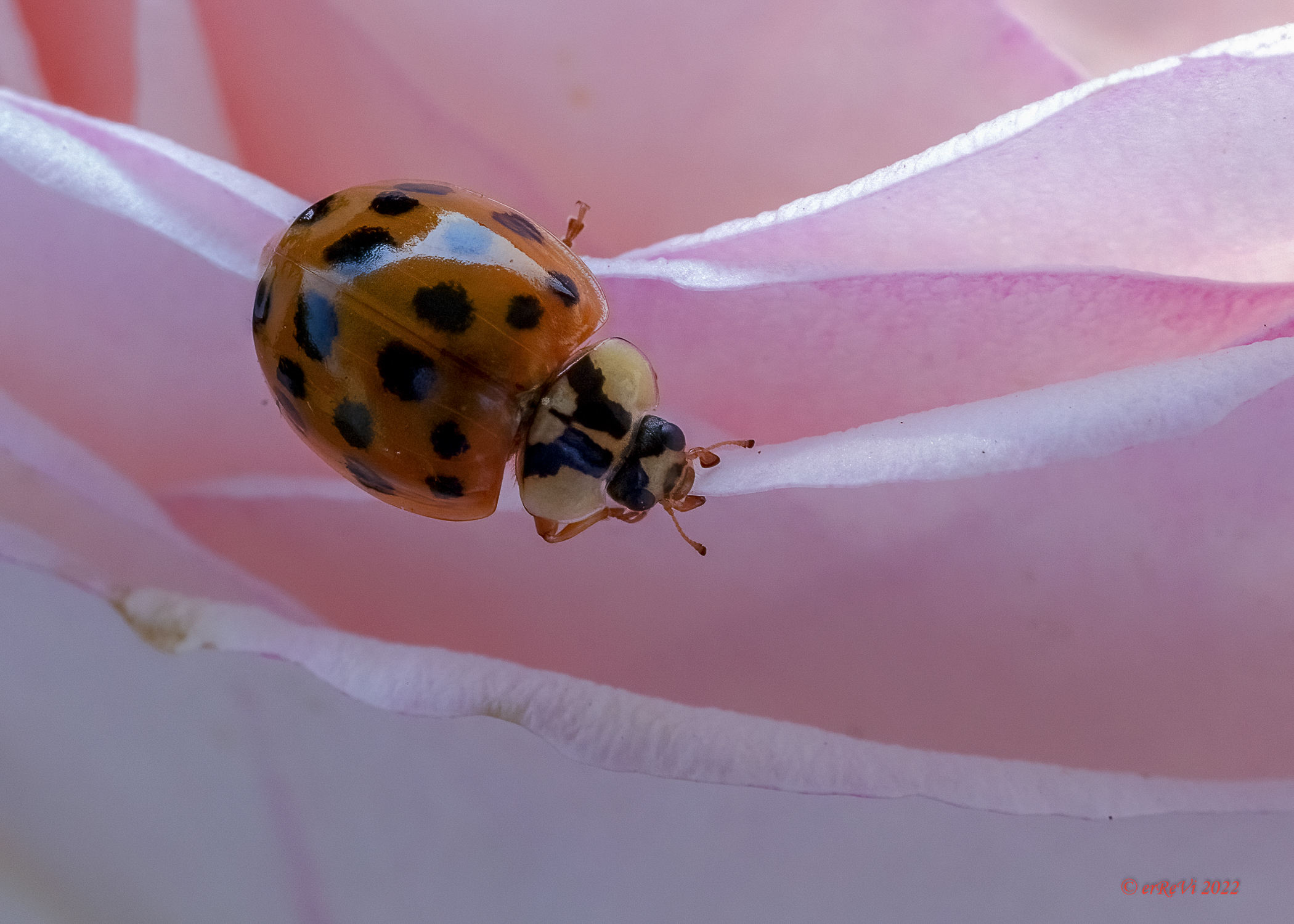 Ladybug Harlequin...