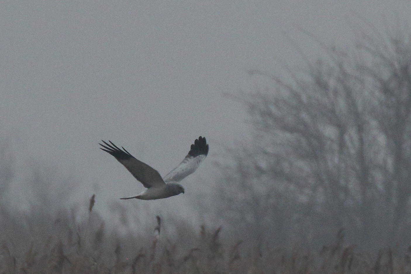 Male harrier or White kite...