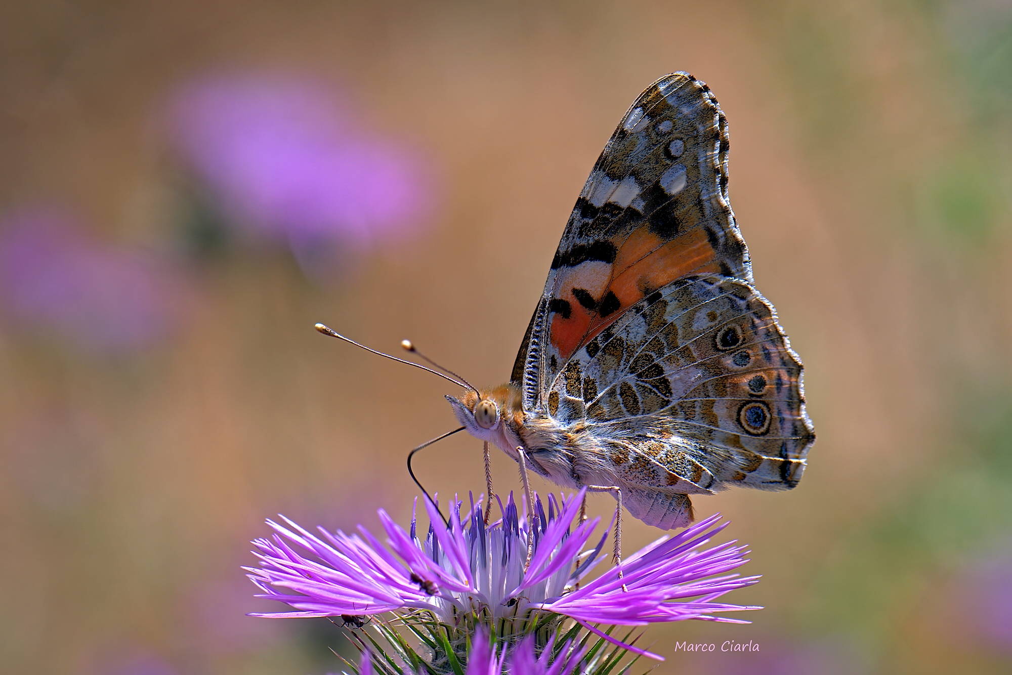 The vanessa of the thistle (Vanessa cardui ) ...