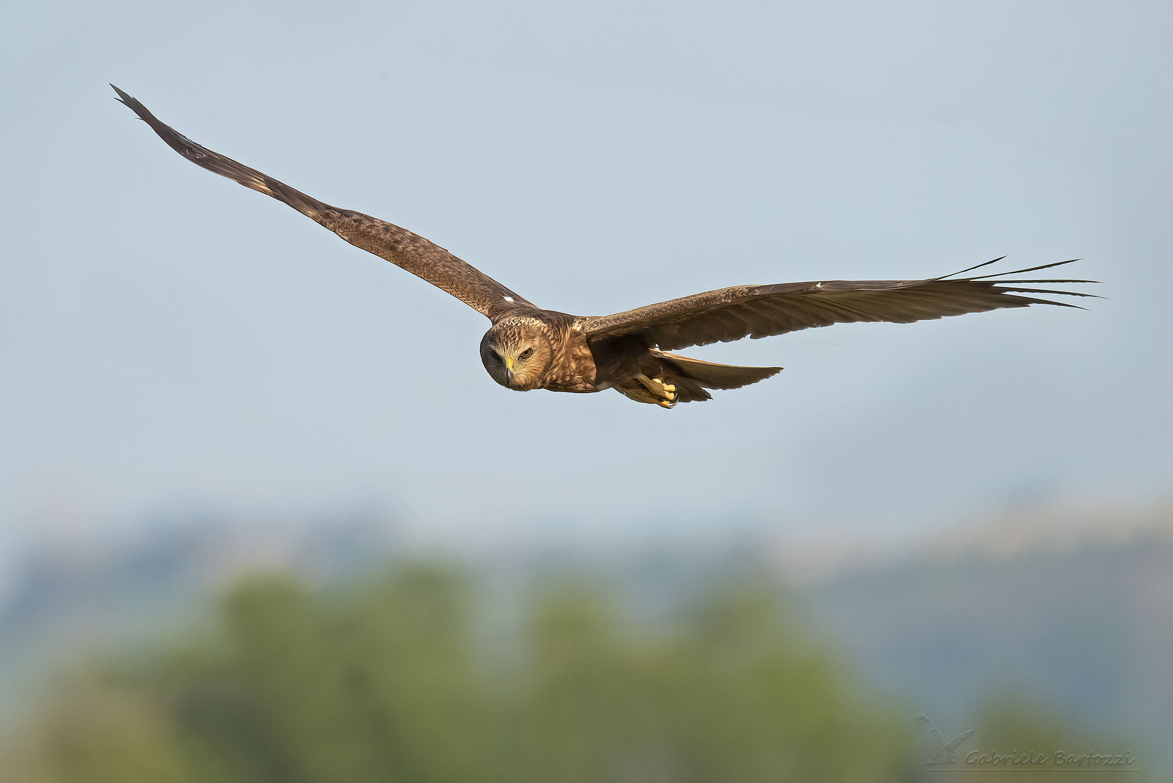 Female marsh falcon...