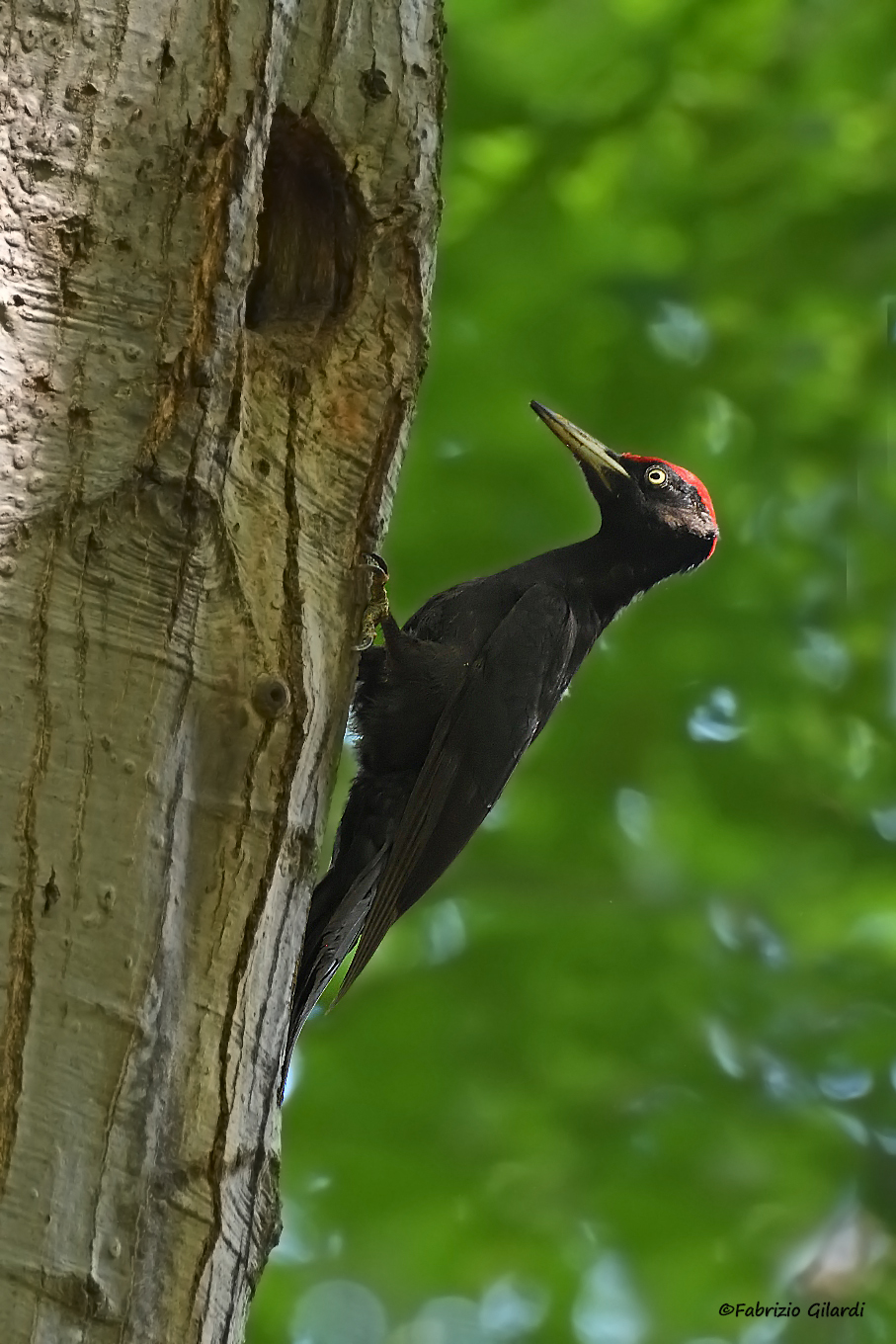 Dryocopus martius (Black Woodpecker)...