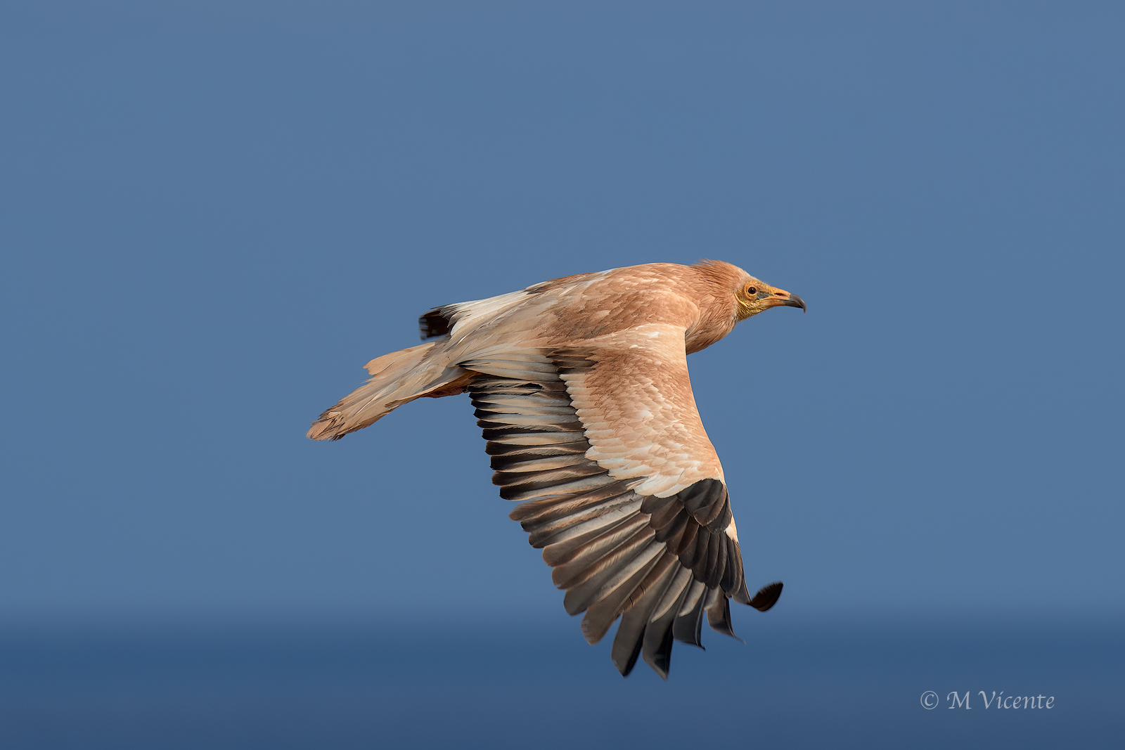 Canarian Egyptian Vulture (Neophron percnopterus majore...