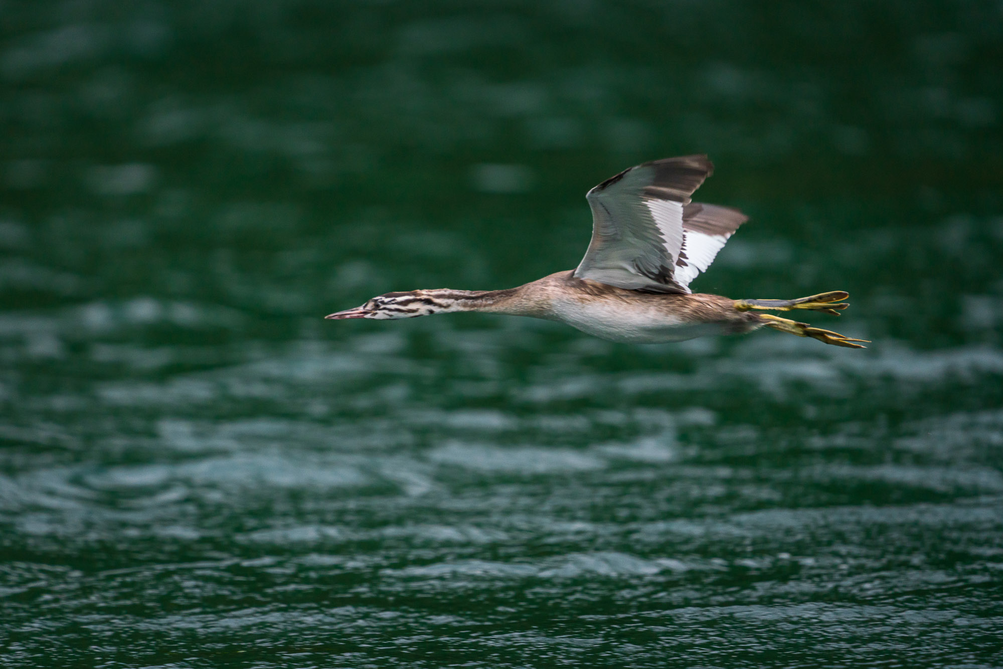 Young Great Crested Grebe learning flight...