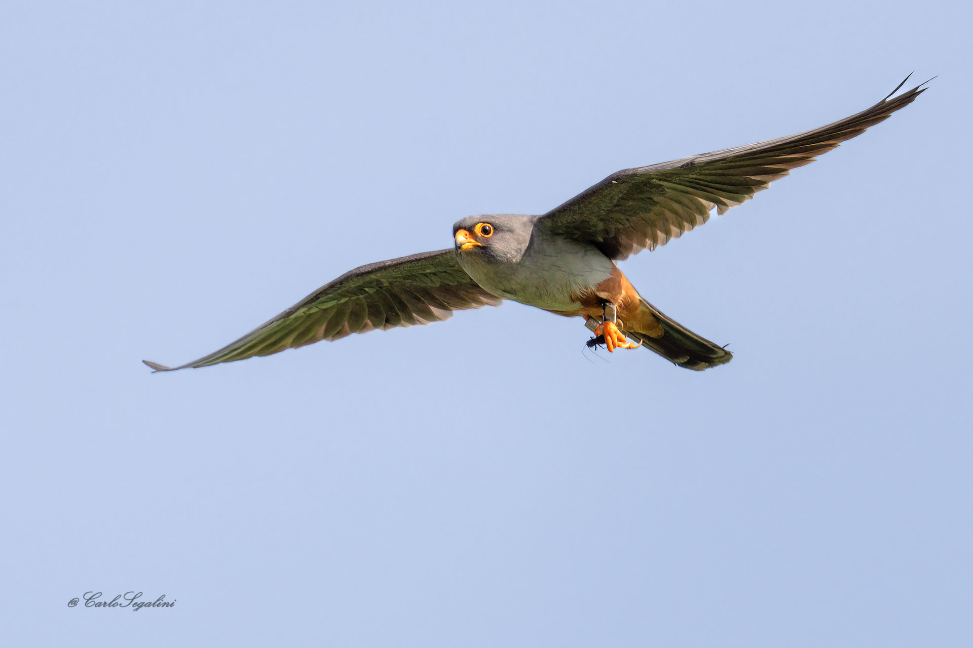 Cuckoo Falcon...