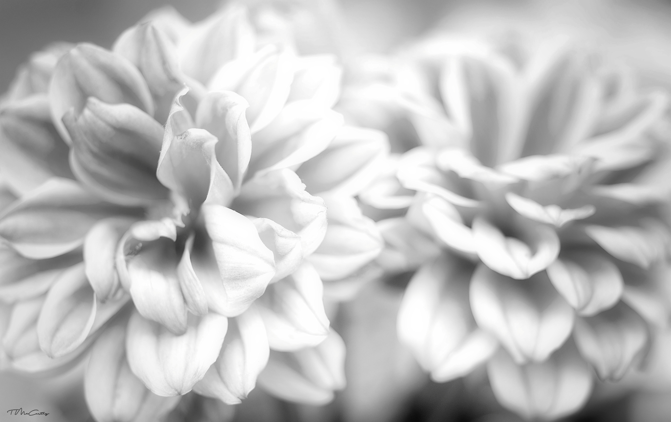 Monochrome Flowers...