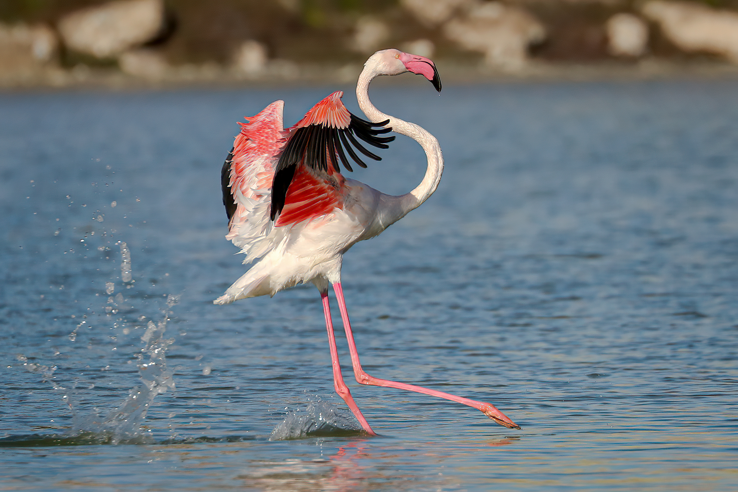 Glide..... Pink flamingo...