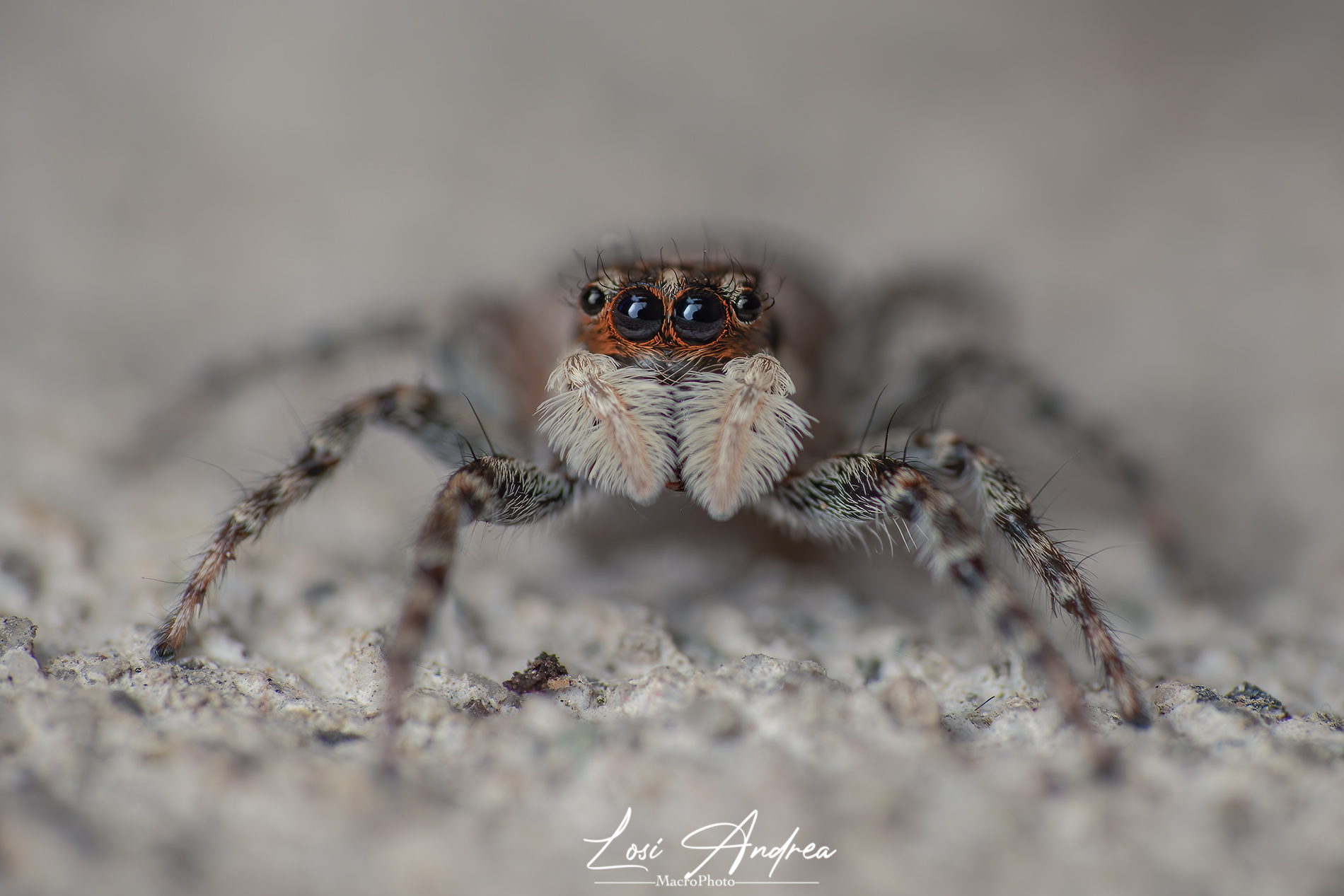 Eight-legged creatures, of the jumping spider. ...
