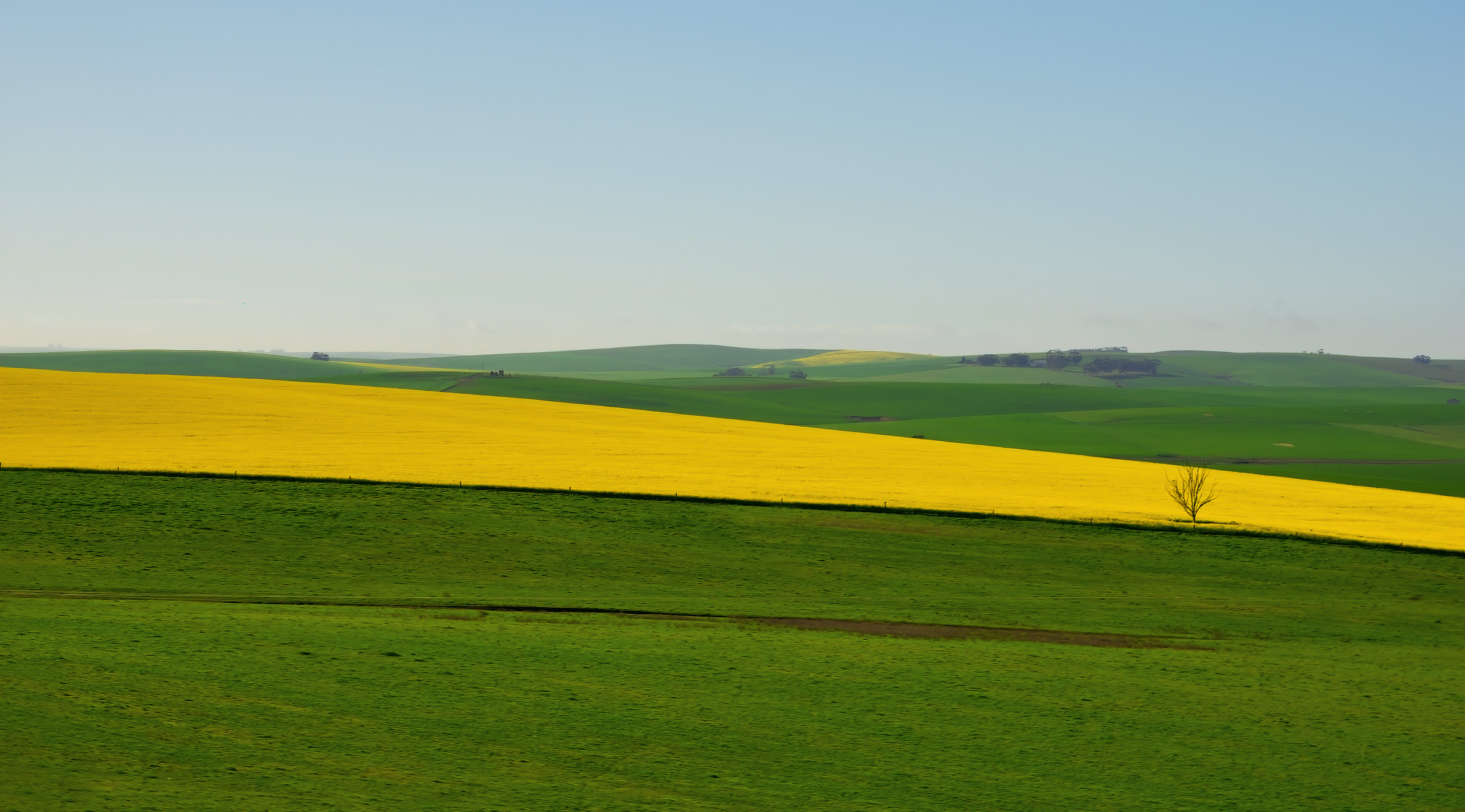 Rapeseed plantations (South Africa)...
