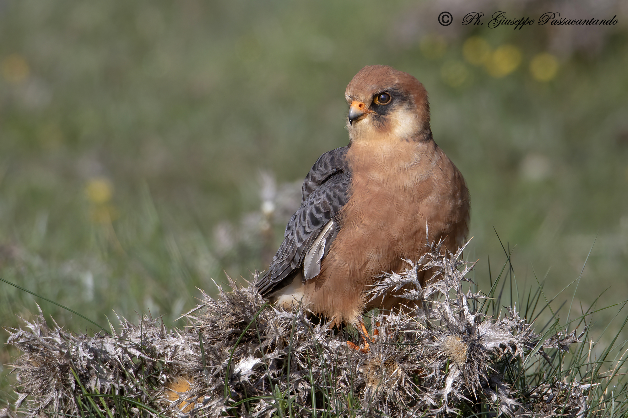 female cuckoo falcon...