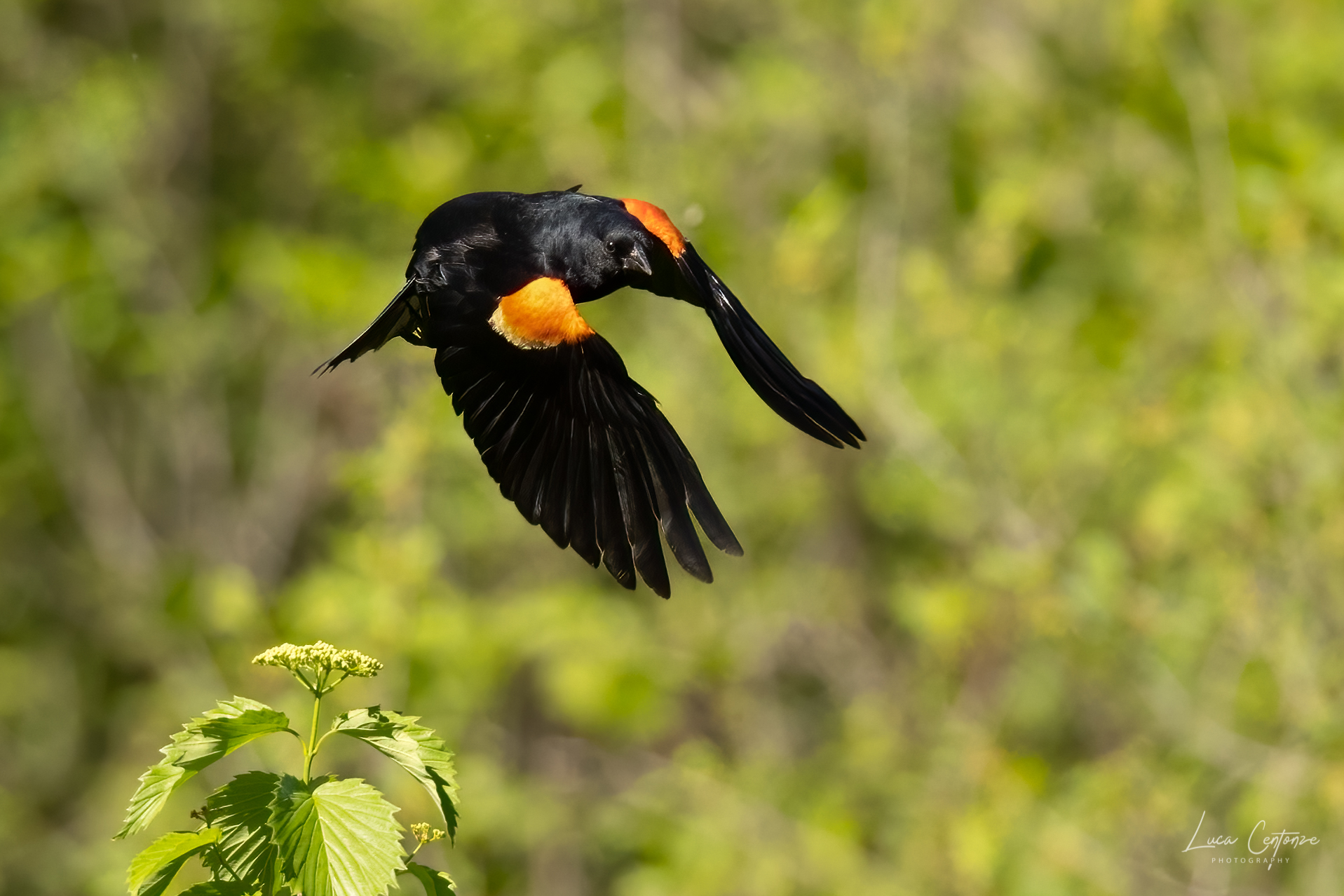 Red-winged blackbird (Maschio)...