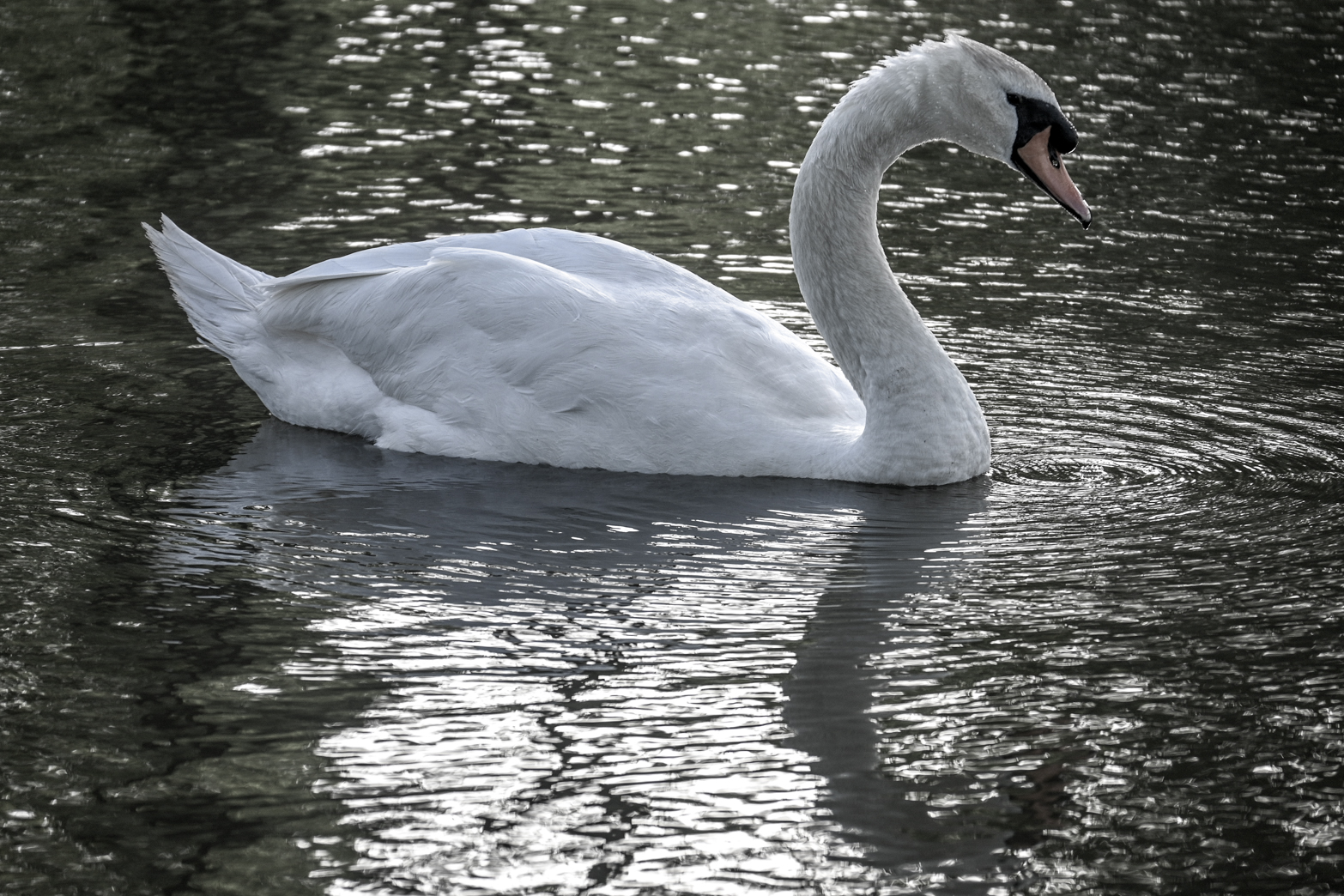 The elegance of the Swan...