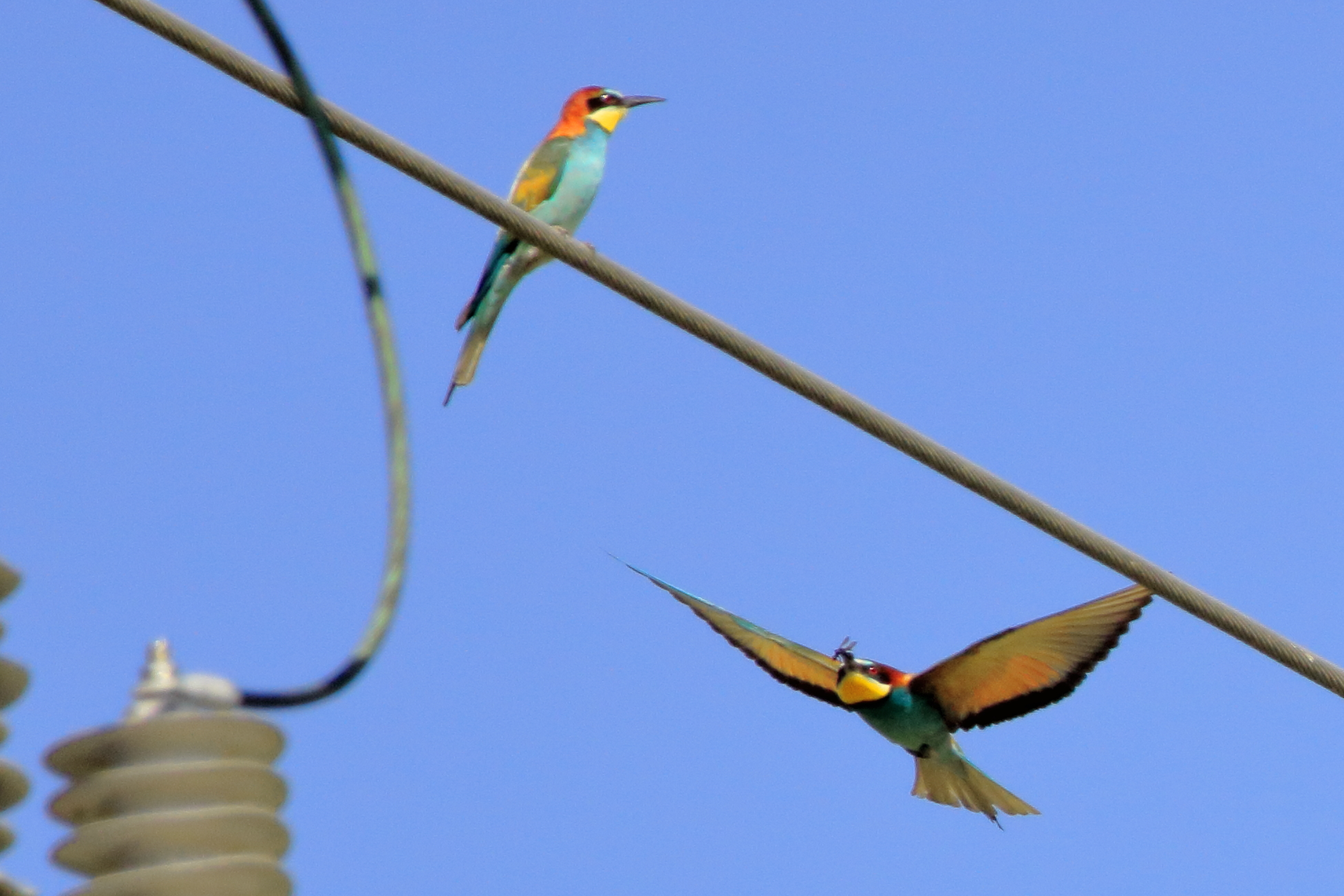 Bee-eater - Love is in the air -...