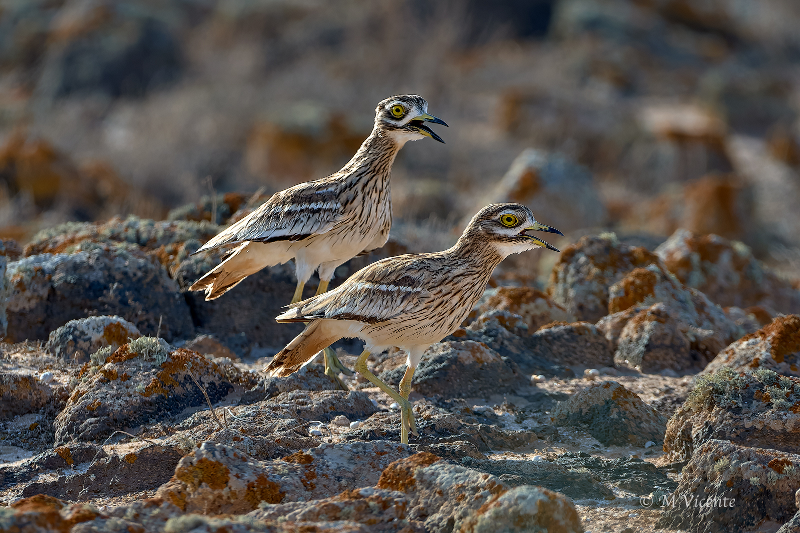 Stone curlew...