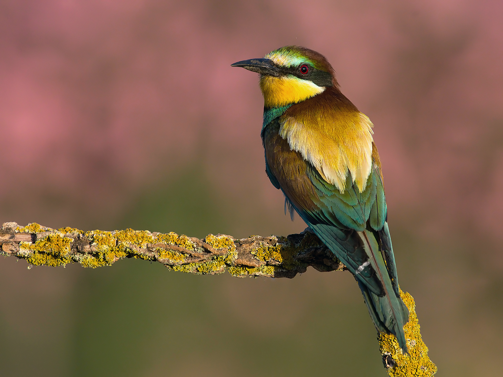 Bee-eaters (Merops apiaster) 8....